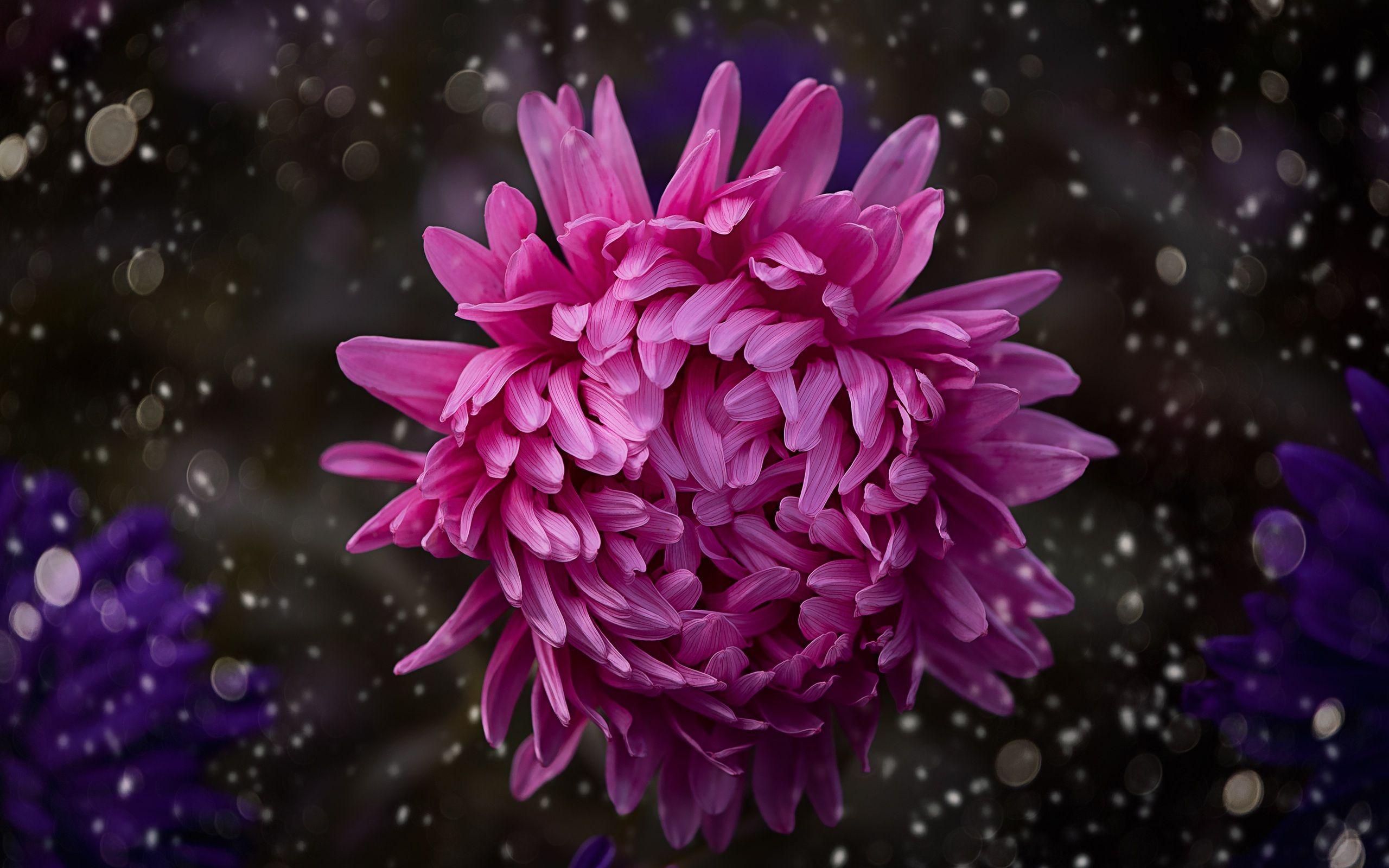 2560x1600 Pink Color Flower Bokeh 2560x1600 Resolution HD 4k Wallpaper, Image, Background, Photo and Picture