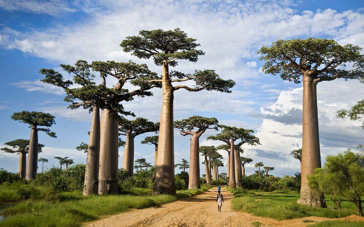 Baobab Wallpapers - Top Free Baobab Backgrounds - WallpaperAccess