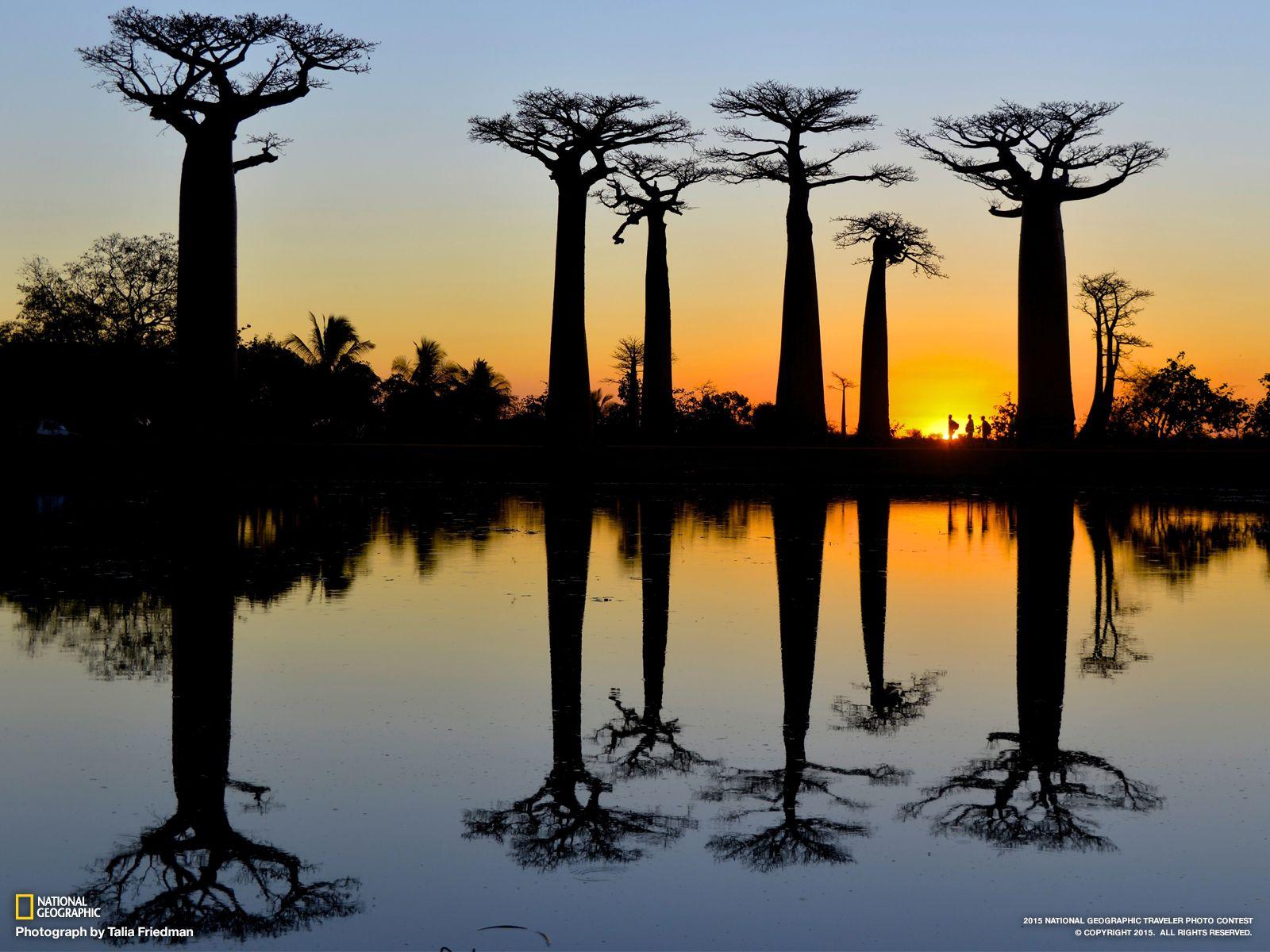 1600x1200 Baobab Wallpaper