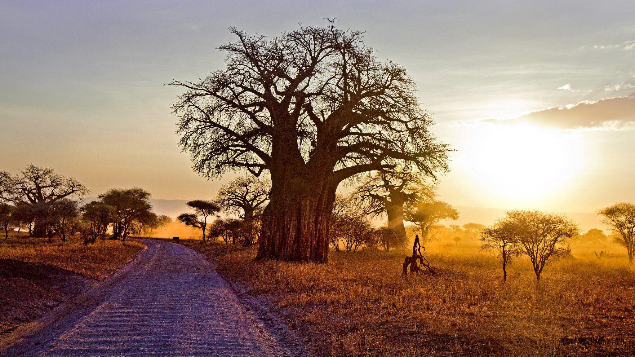 2048x1152 Baobab Tree 2048x1152 Resolution HD 4k Wallpaper, Image, Background, Photo and Picture