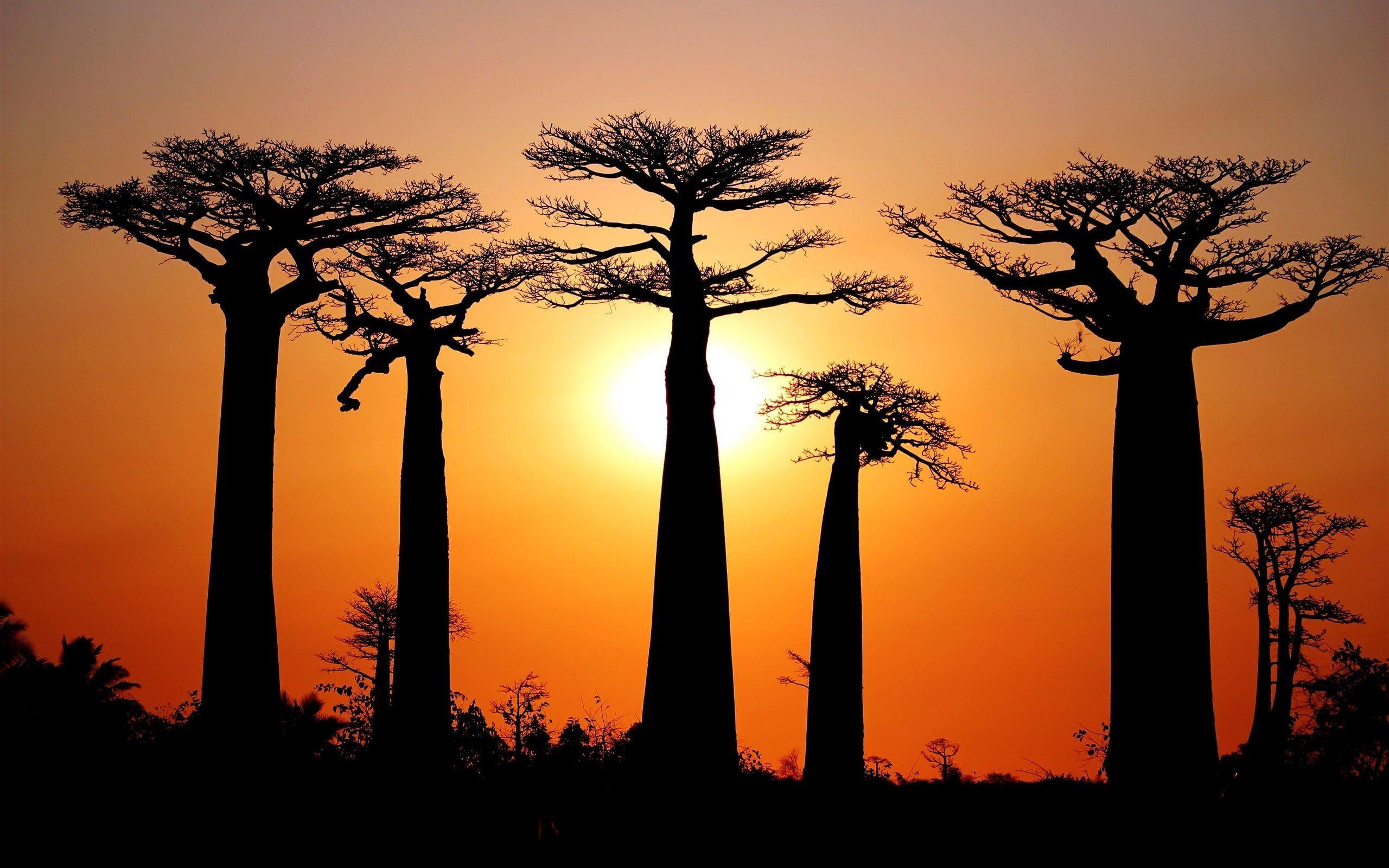 Baobab en poudre naturelle – 1 kg | Riche en vitamine C & fibres main image 1