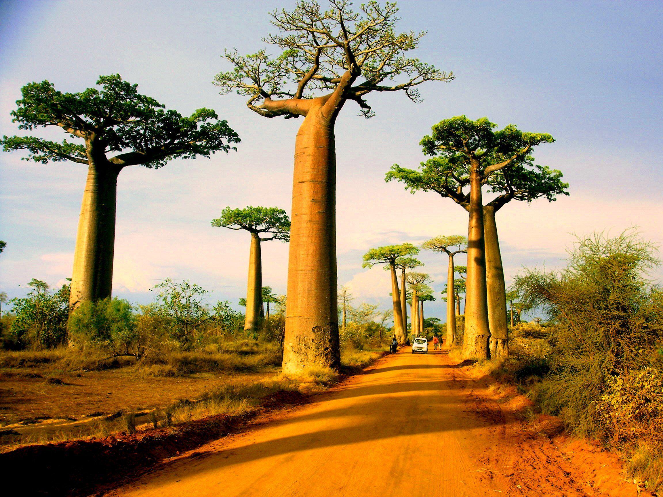 Baobab Wallpapers - Top Free Baobab Backgrounds - WallpaperAccess