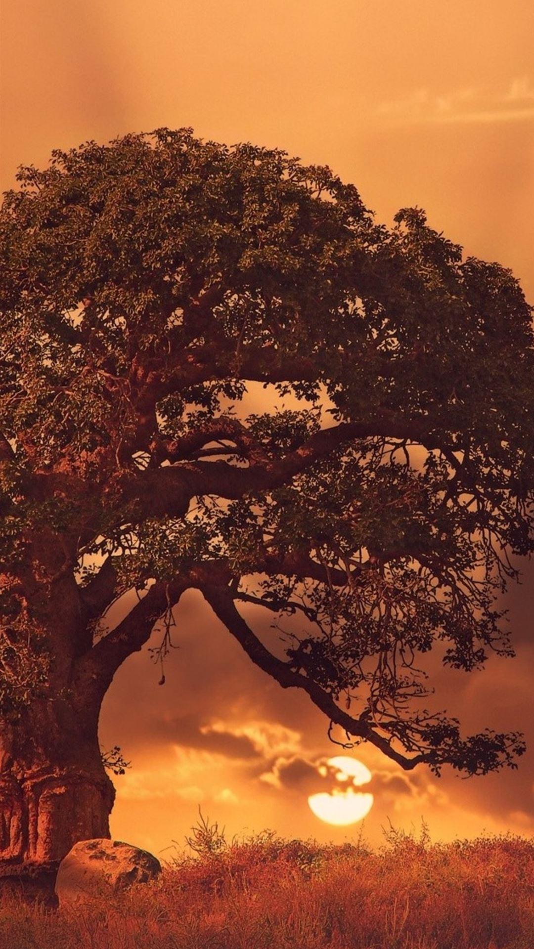 1080x1920 baobab tree sybset iPhone 8 Wallpaper Free Download