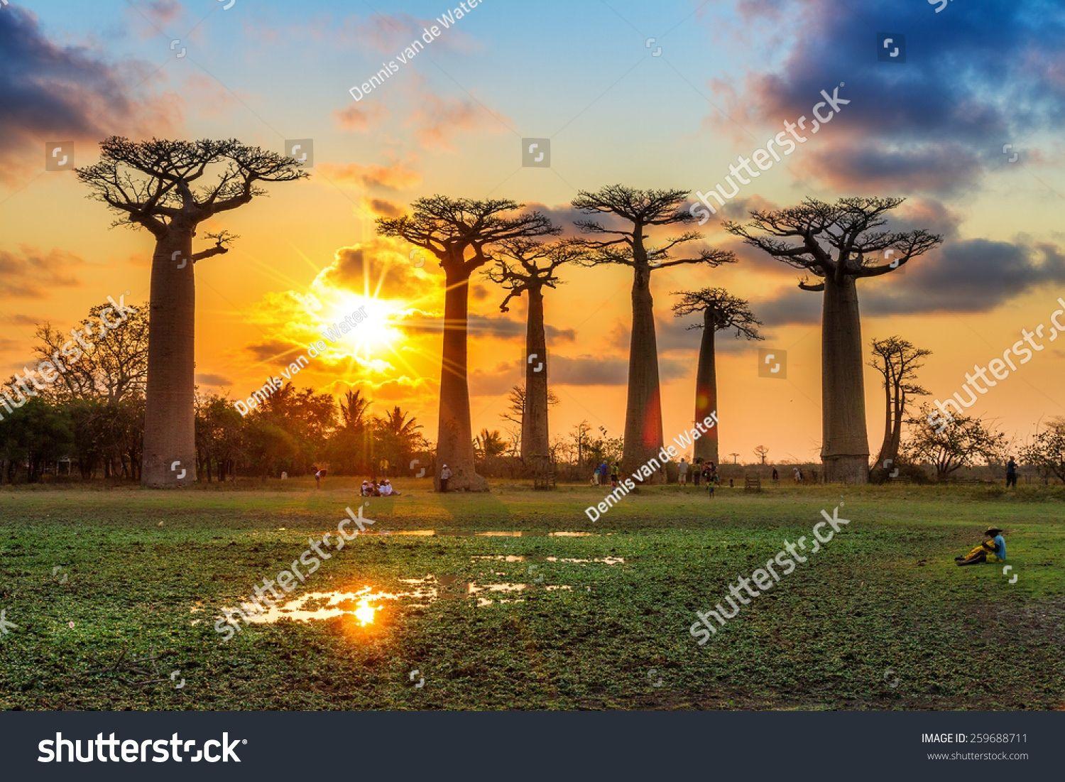 1500x1101 Madagascar Baobab Trees Sunset .