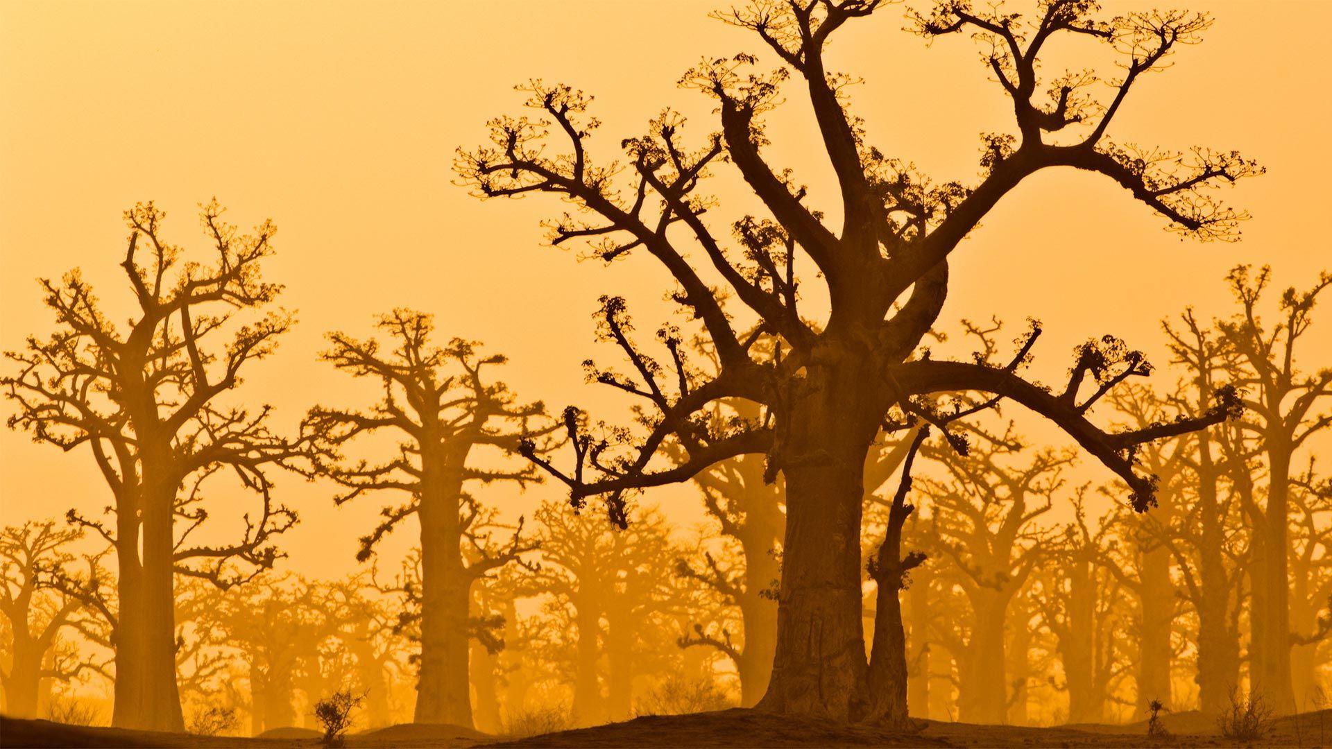 1920x1080 Baobab trees near Bandia Wildlife Reserve in Senegal