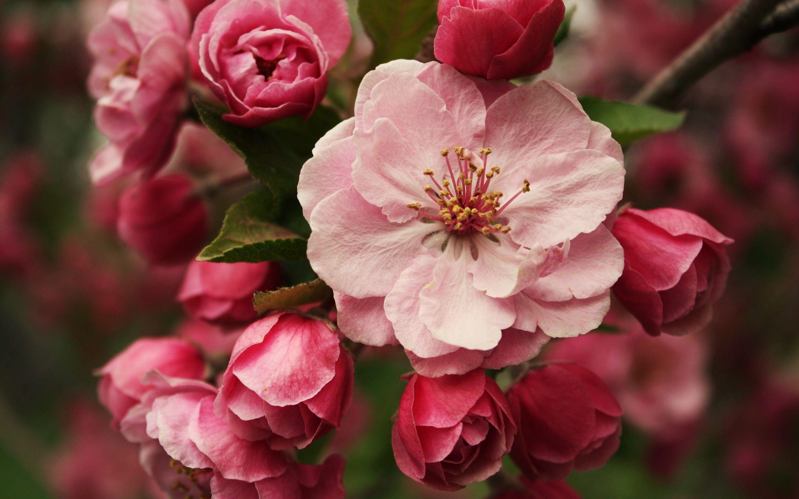 2560x1600 hoa thiên nhiên màu hồng mùa xuân mùa hoa nở 2560x1600 Hình nền - Hoa thiên nhiên Hình nền máy tính HD