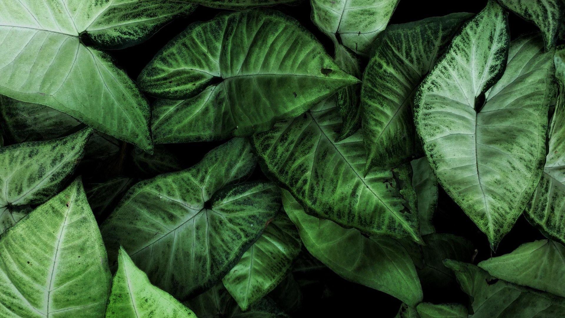 Stunning Quality Birth House Plant Landscape for Desktop Stunning Quality Birth House Plant Landscape for Desktop