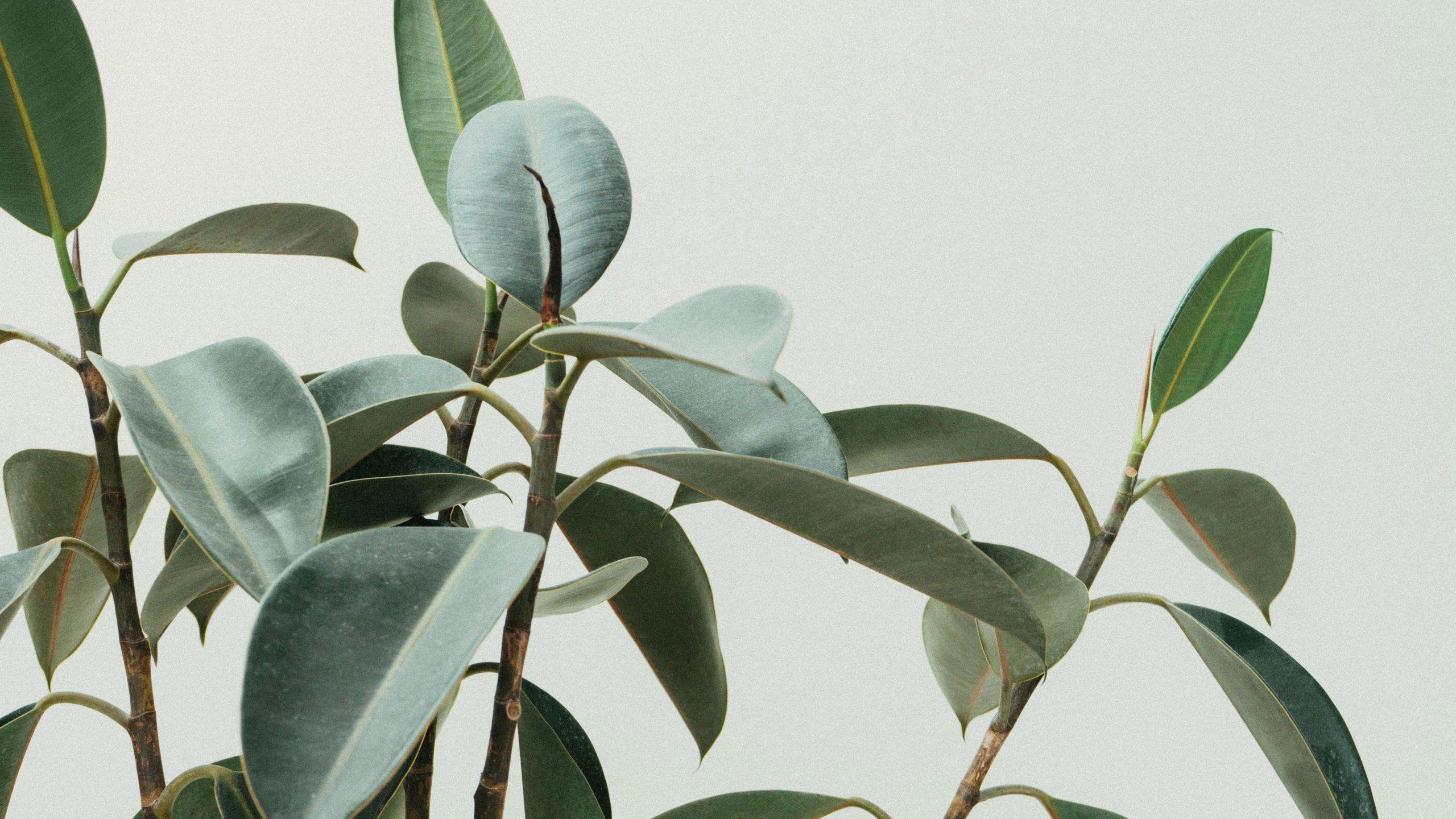 2560x1440 Best Indoor Trees (and Tropical Plants) to Grow in Your House
