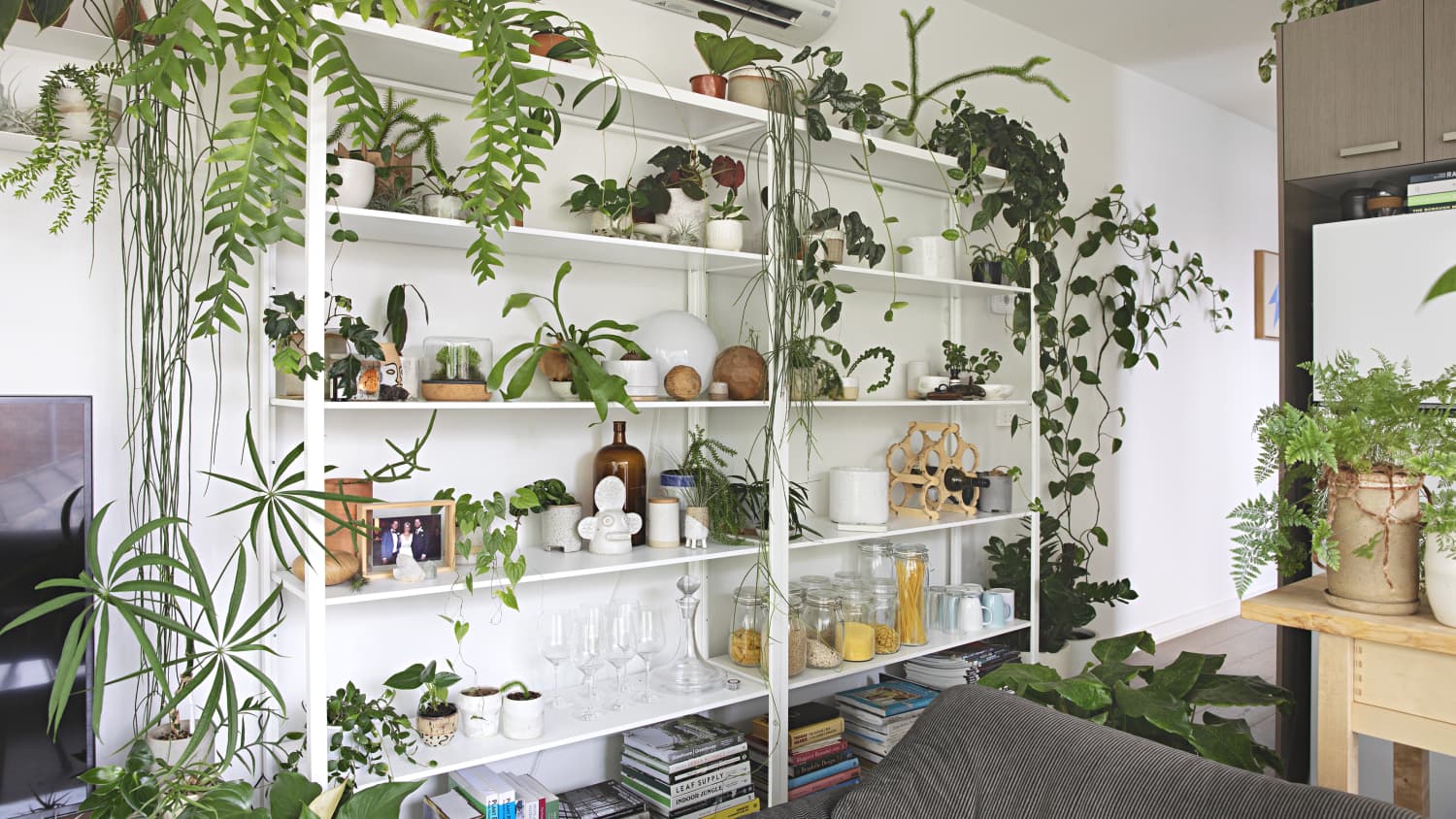 1500x844 How To Display Houseplants: 98 Of Our Favorite Plant Display Ideas