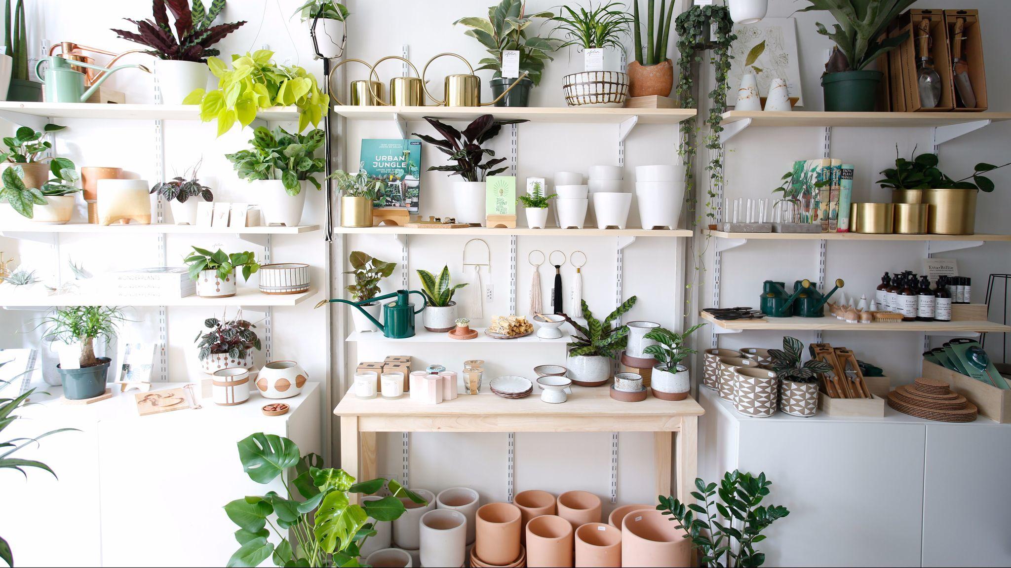 2048x1152 A new Pasadena boutique is dedicated to nothing but indoor house plants Angeles Times