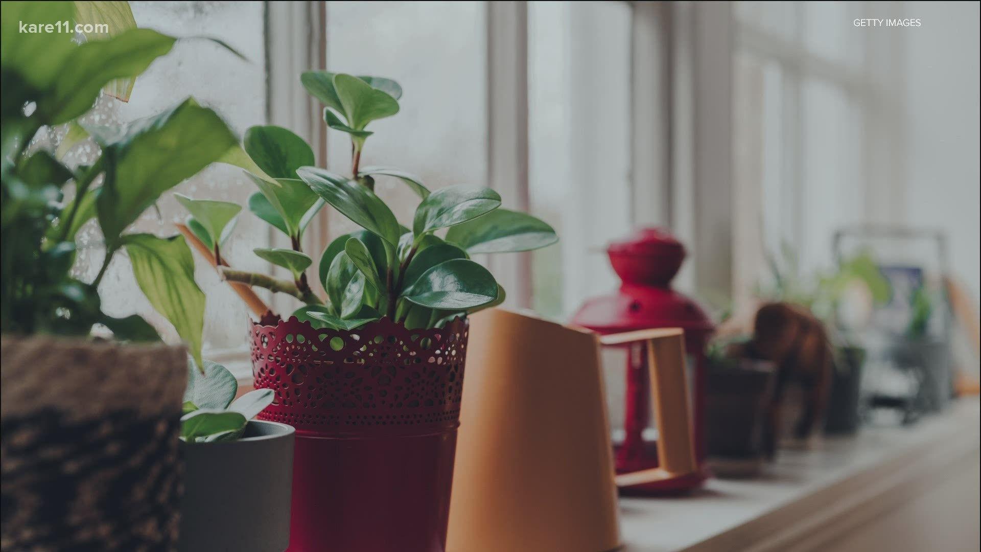 1920x1080 Grow with KARE: Lighting for house plants