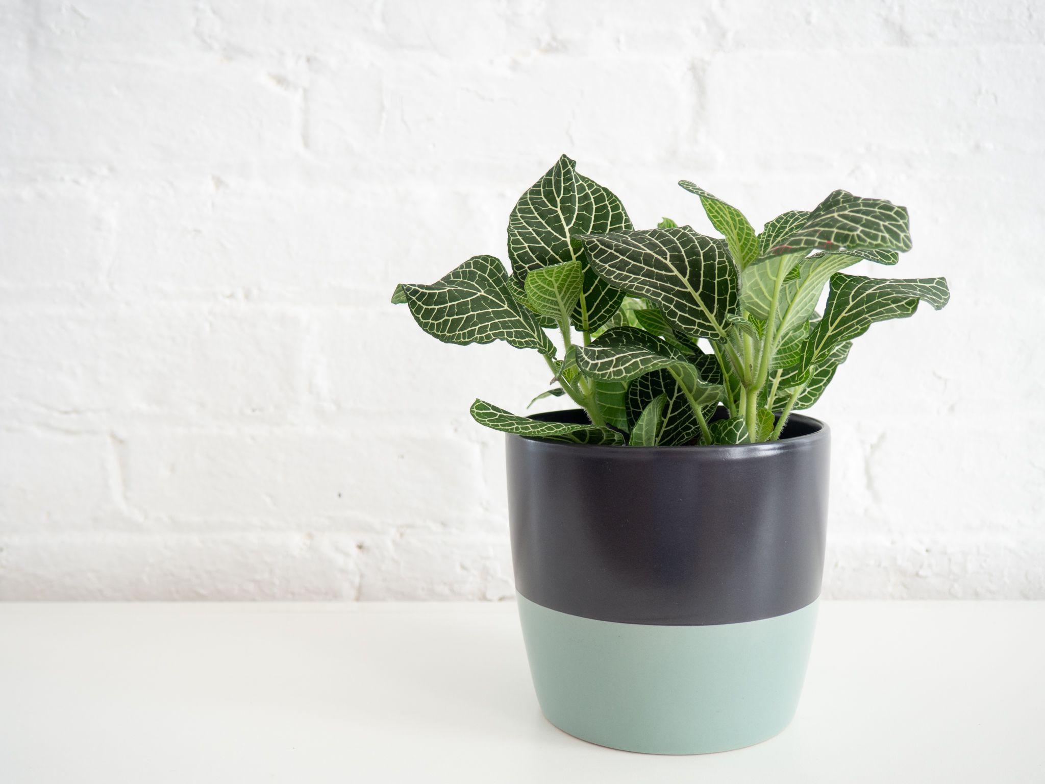 2048x1536 How to Grow and Care for Nerve Plant (Mosaic Plant)