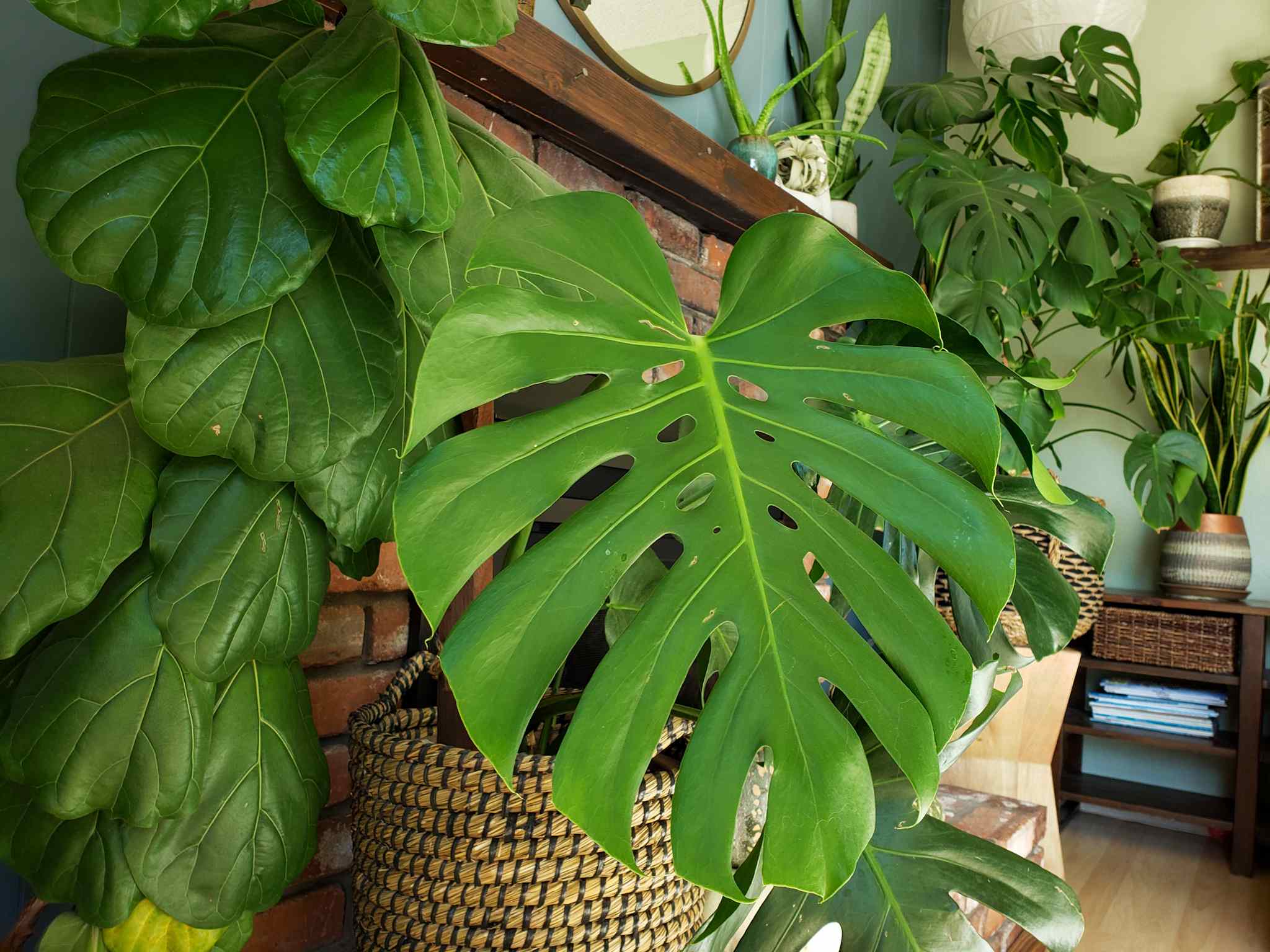 2048x1536 How to Get Rid of Fungus Gnats in Houseplants, Organically! Homestead and Chill