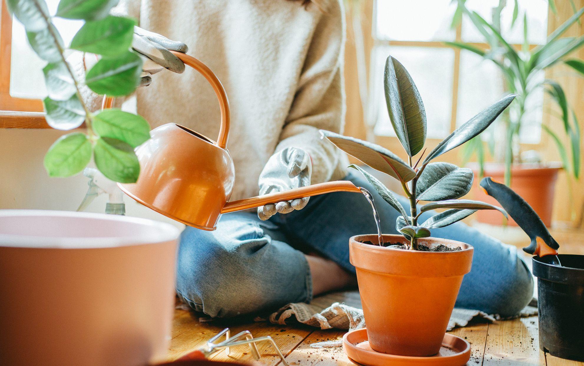 1983x1244 How to Water Houseplants (and How to Know if You're Overwatering). Better Homes & Gardens