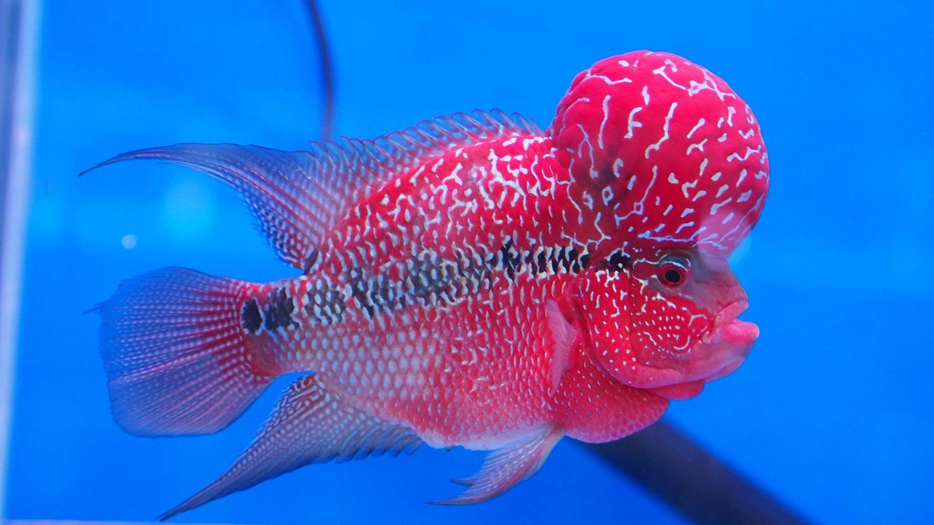 Flowerhorn Wallpapers - Top Free Flowerhorn Backgrounds - WallpaperAccess