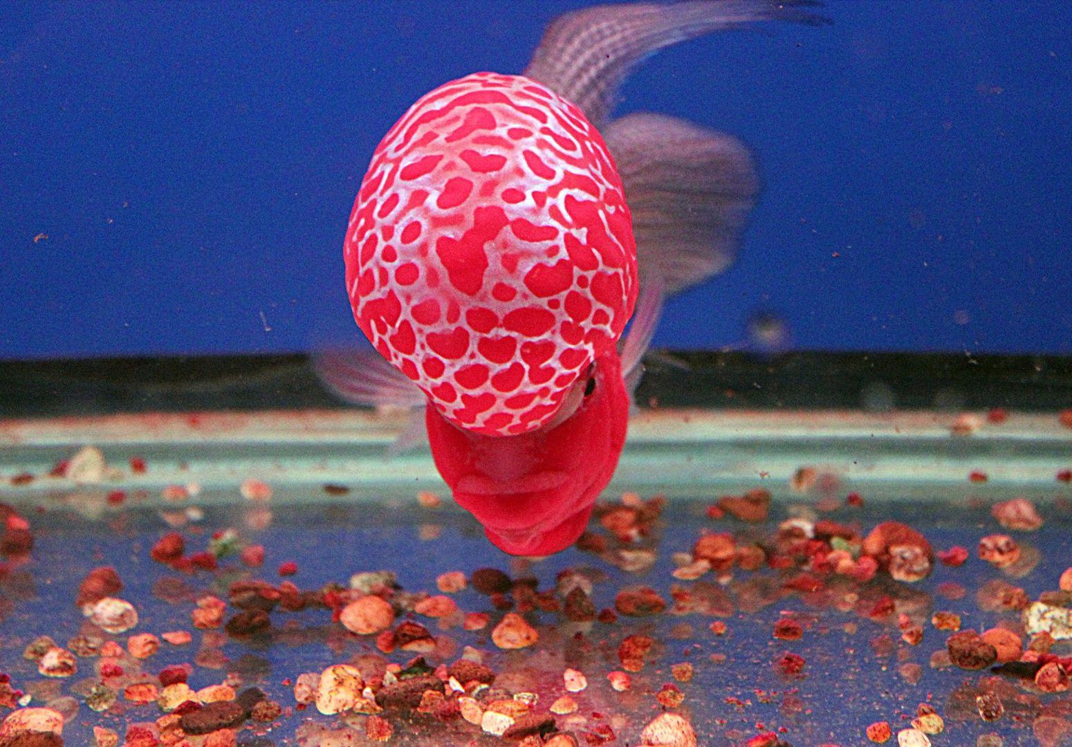Flowerhorn Wallpapers Top Free Flowerhorn Backgrounds WallpaperAccess
