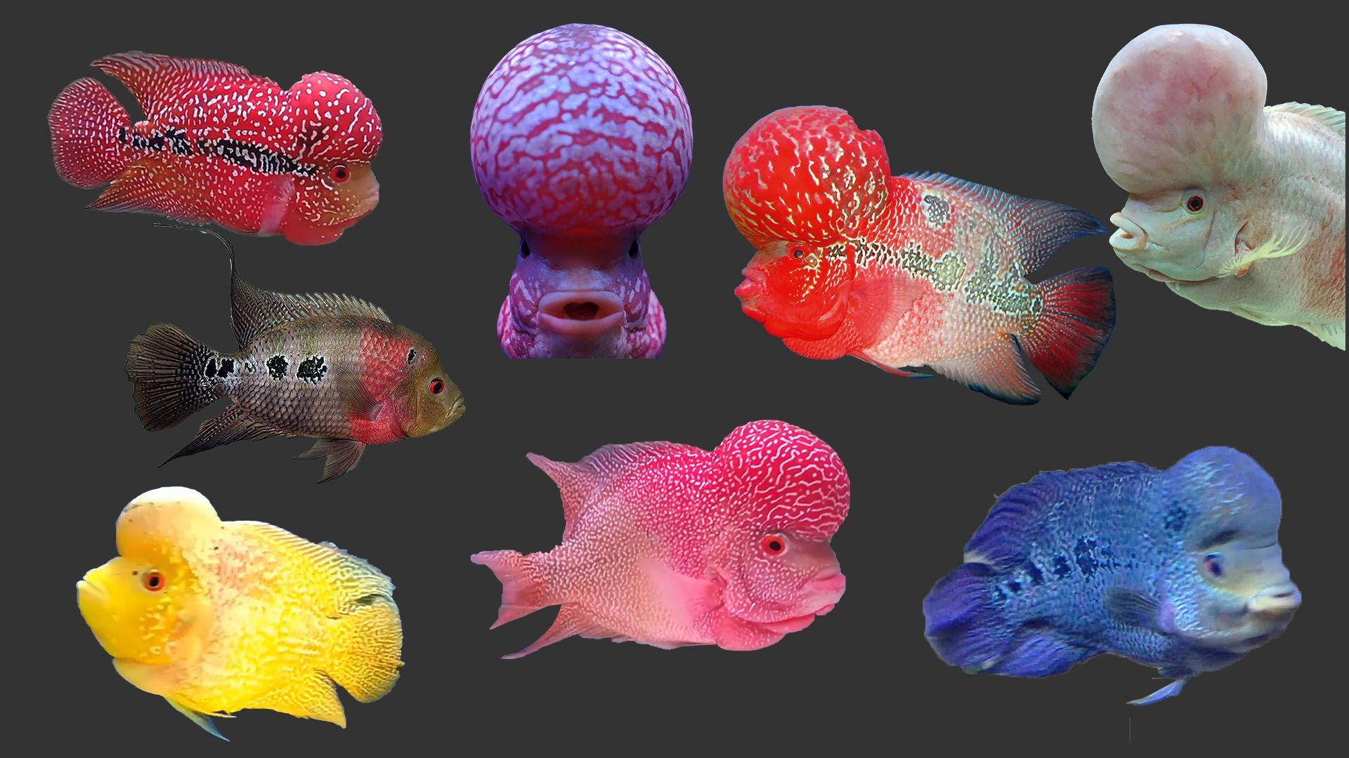 Flowerhorn Wallpapers - Top Free Flowerhorn Backgrounds - WallpaperAccess