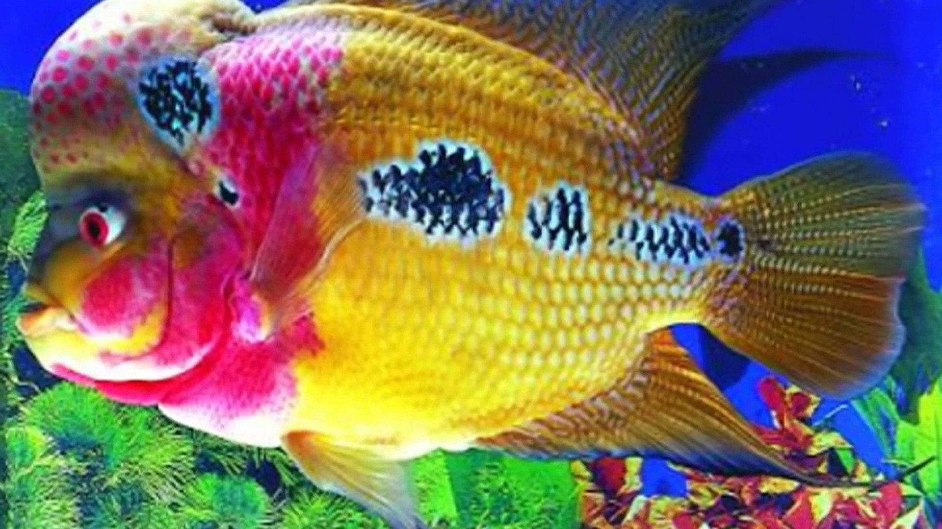 Flowerhorn Wallpapers Top Free Flowerhorn Backgrounds WallpaperAccess