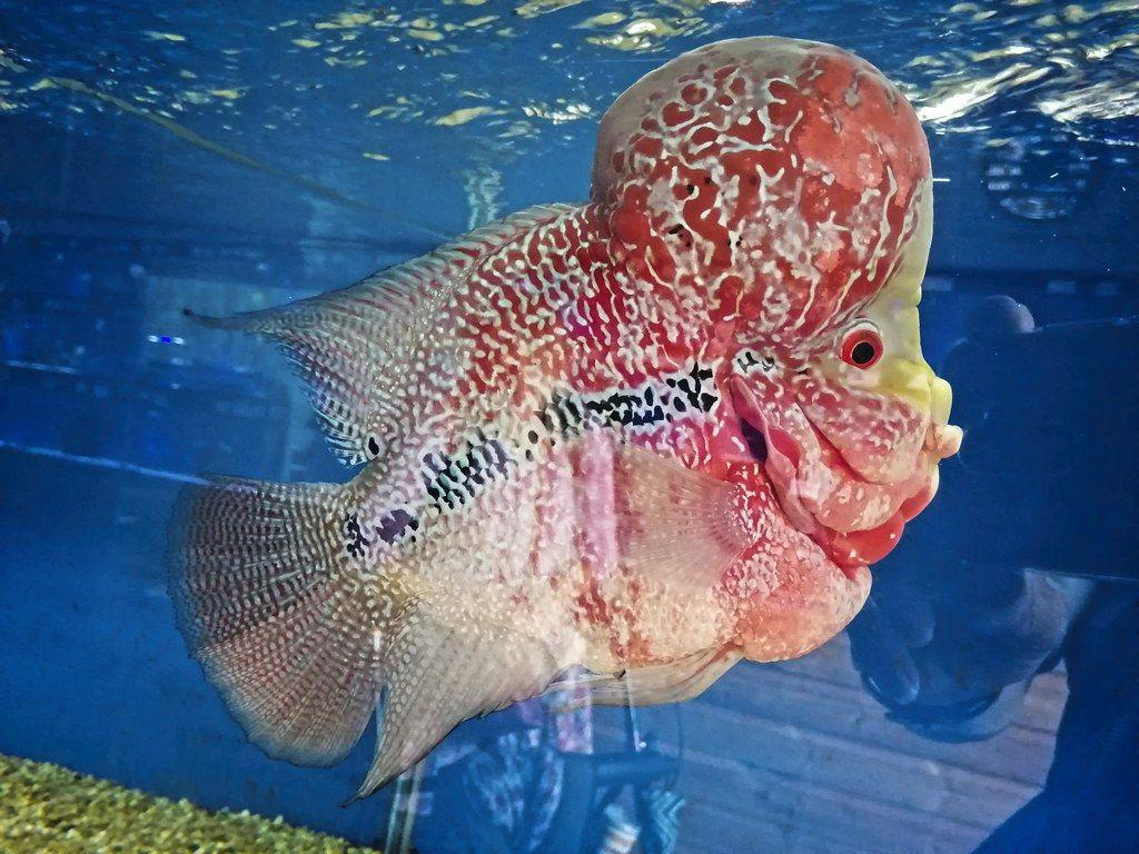Flowerhorn Wallpapers Top Free Flowerhorn Backgrounds WallpaperAccess