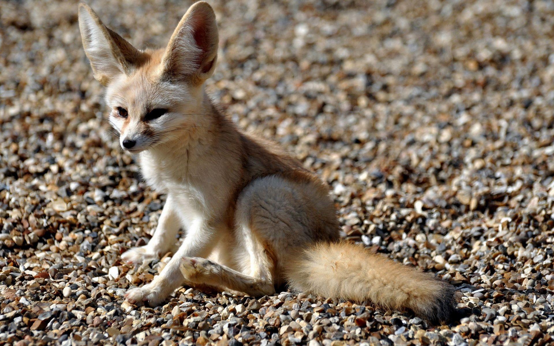 1920x1200 Free Fennec Fox Wallpaper