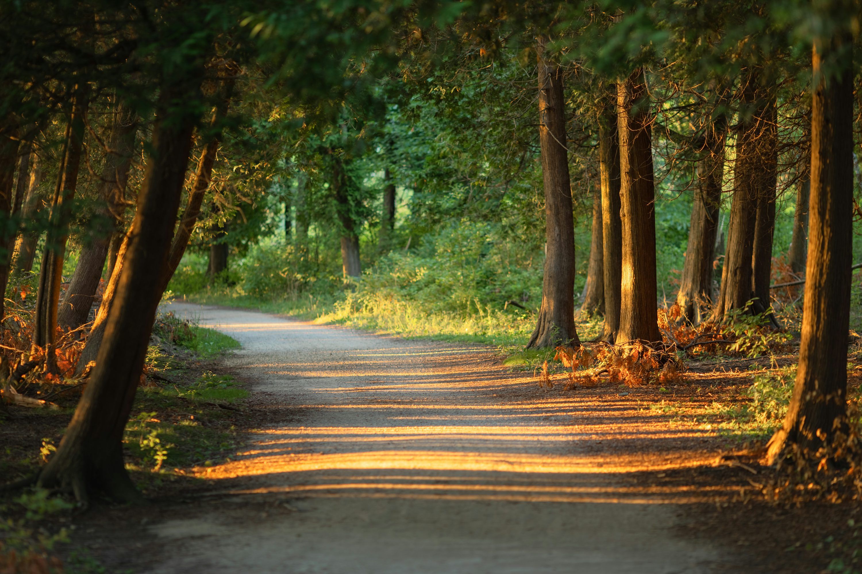 3000x2000 Walking Path Picture. Download Free Image