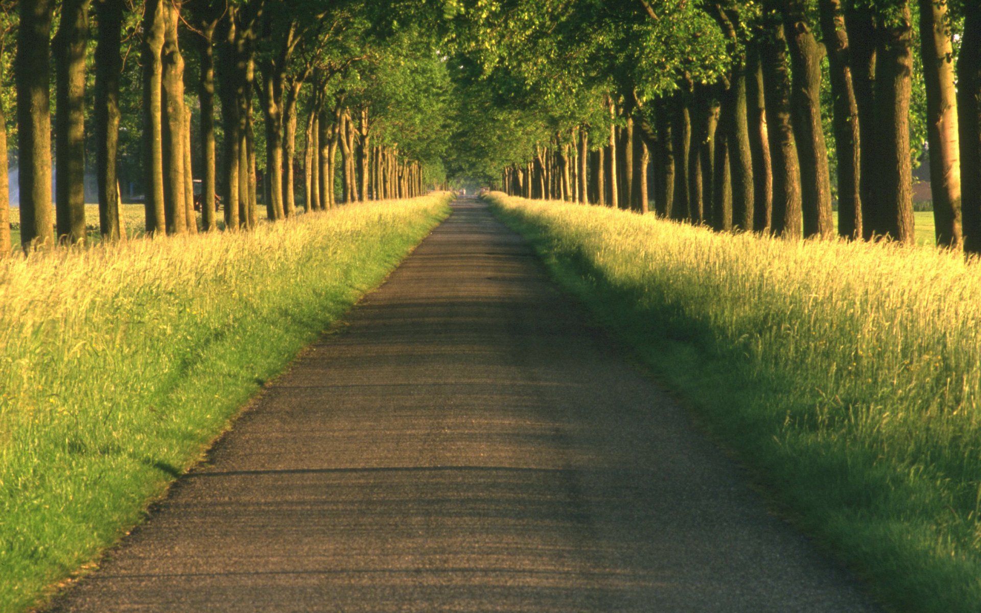 1920x1200 Walking Path Wallpaper