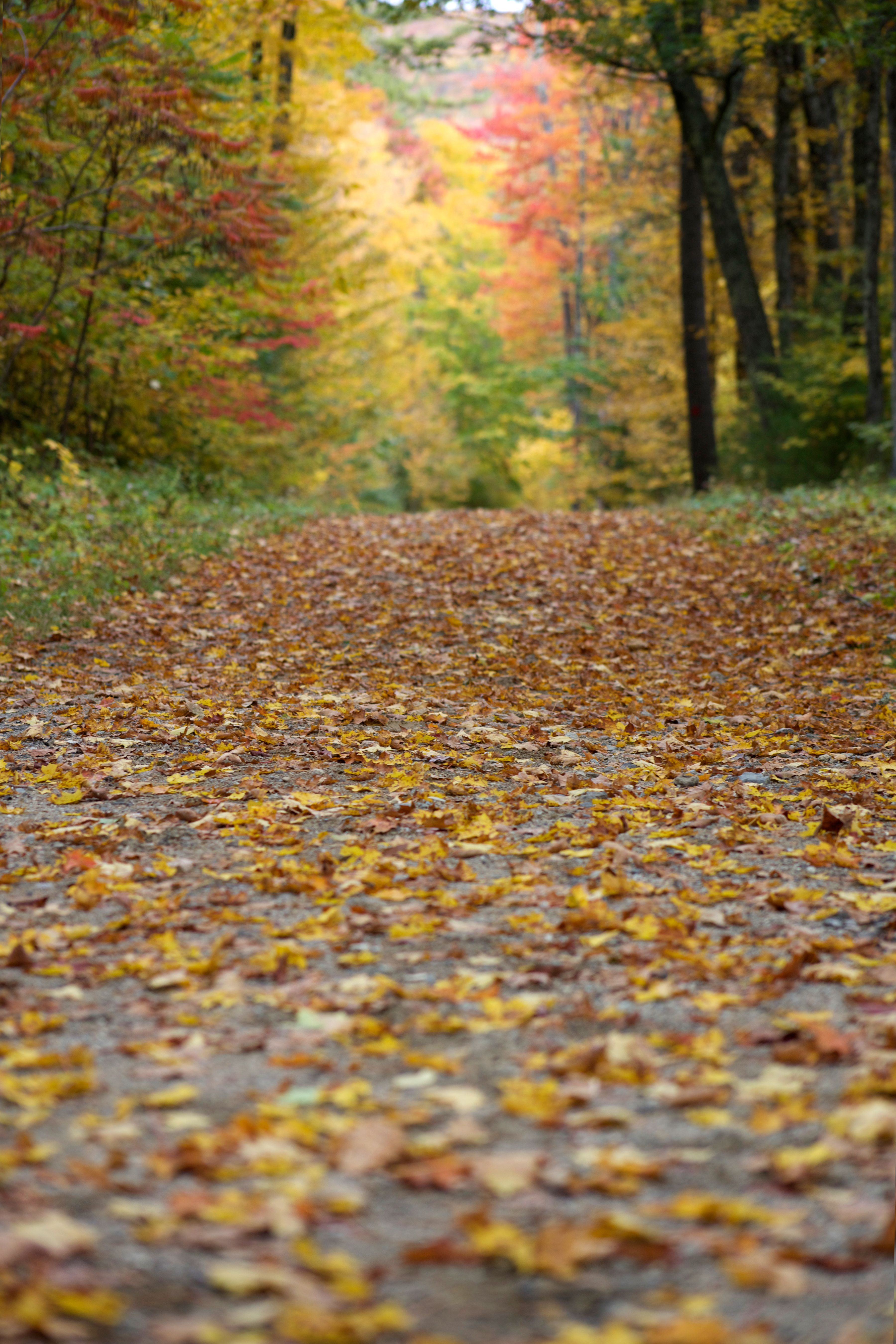 3600x5400 Autumn Hiking Path Royalty Free