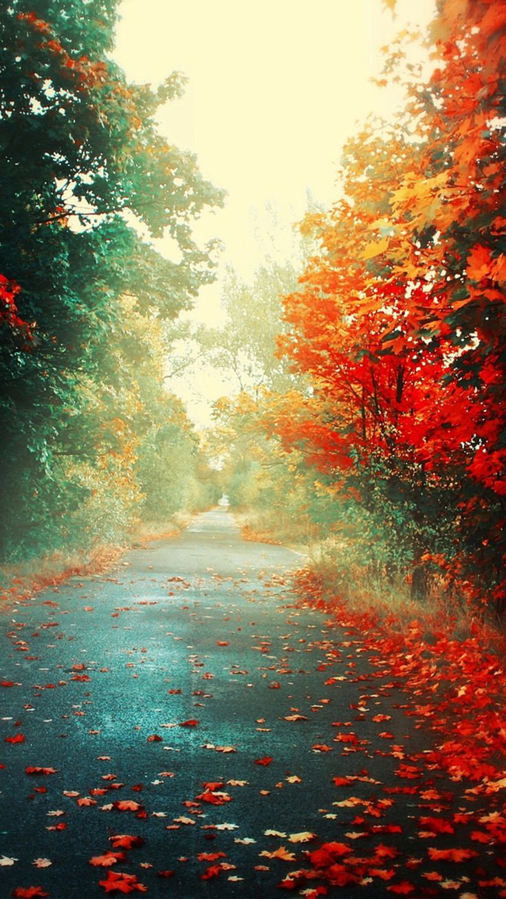 736x1308 Nature Autumn Red Maple Leafy Road iPhone 8 Wallpaper