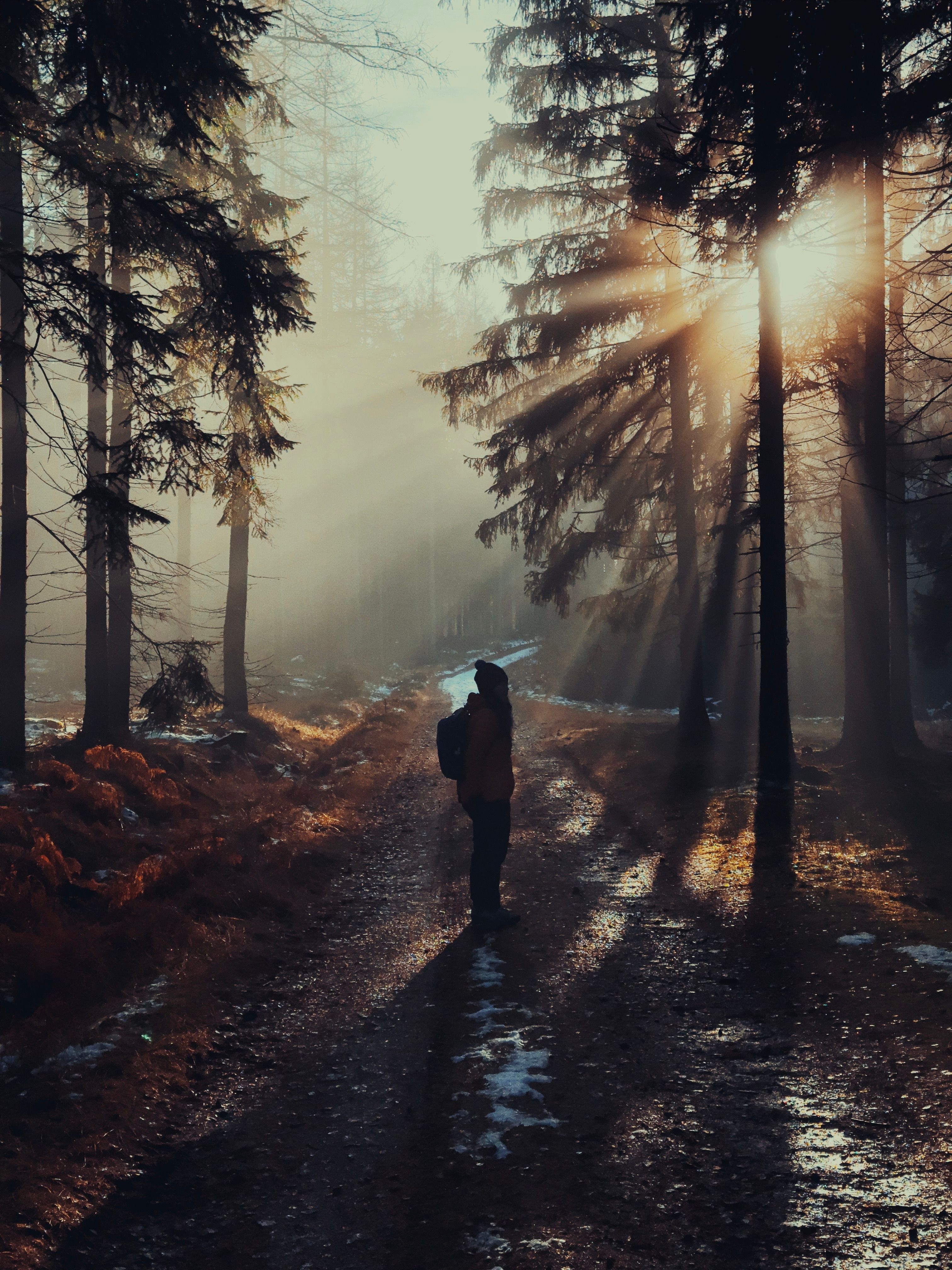 3024x4032 Silhouette of a Hiker in Sunlit Forest Path · Free