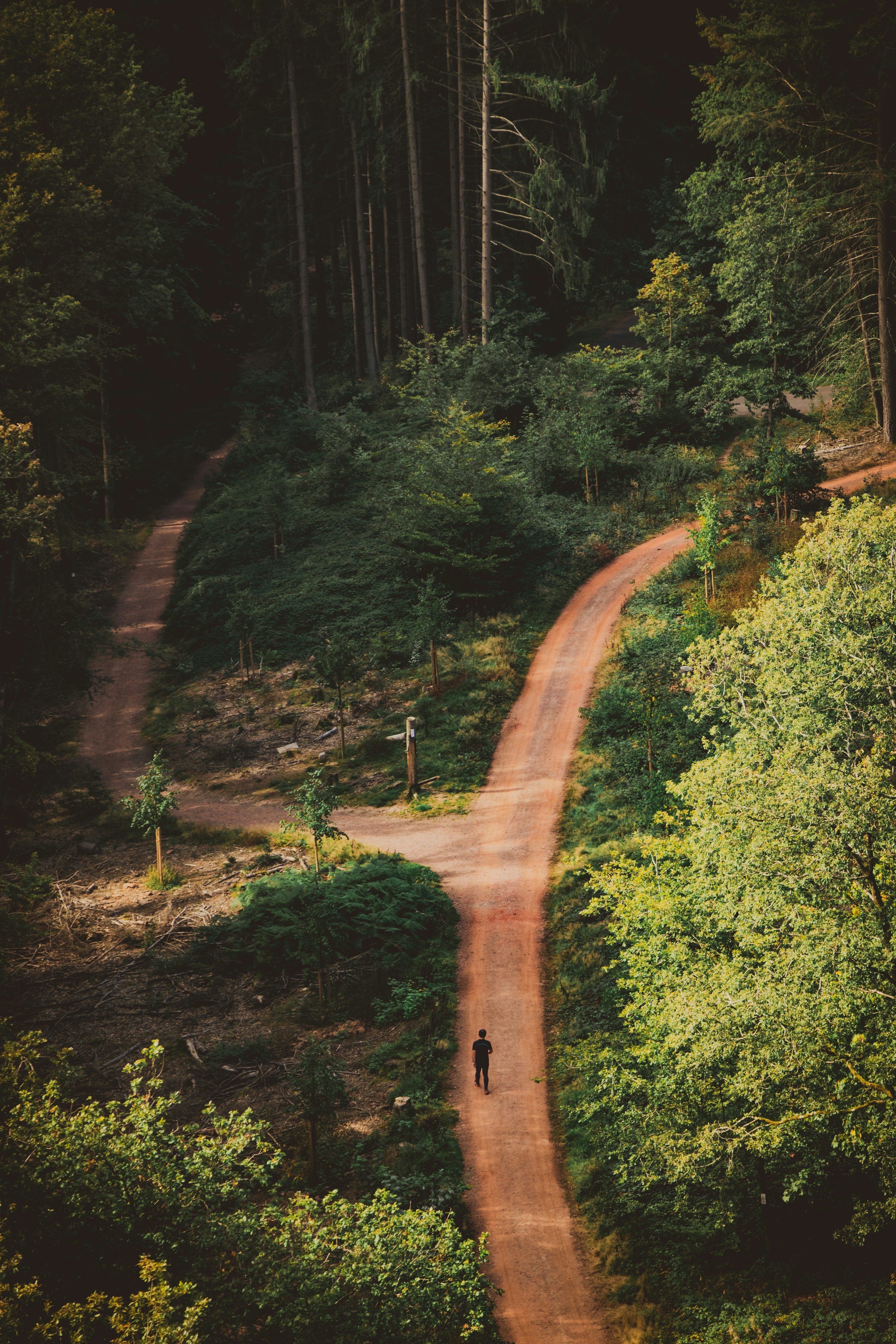 3000x4500 A person walking on a dirt path in a forest