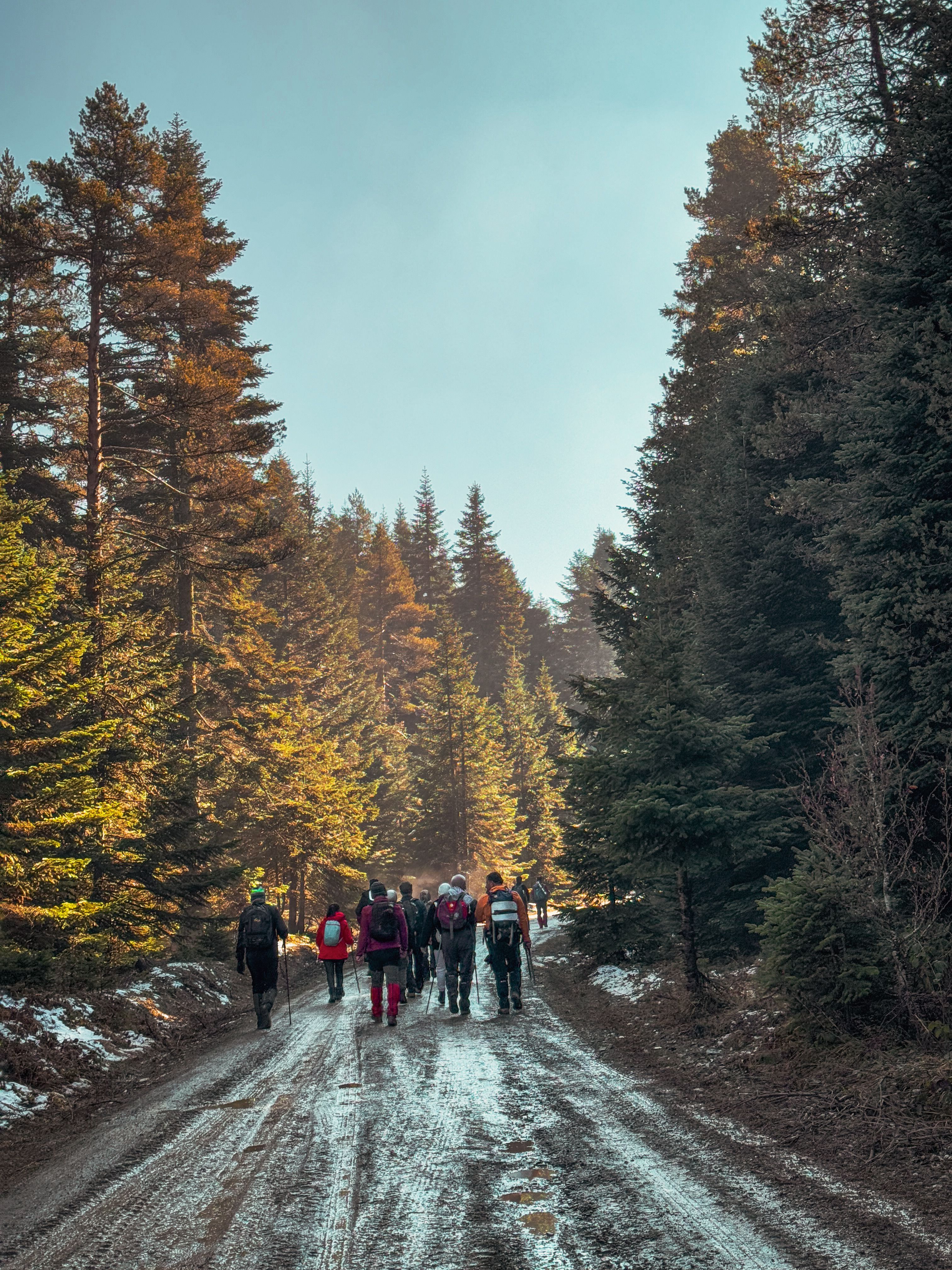 3024x4032 Walking In Forest Photo, Download The BEST Free Walking In Forest & HD Image