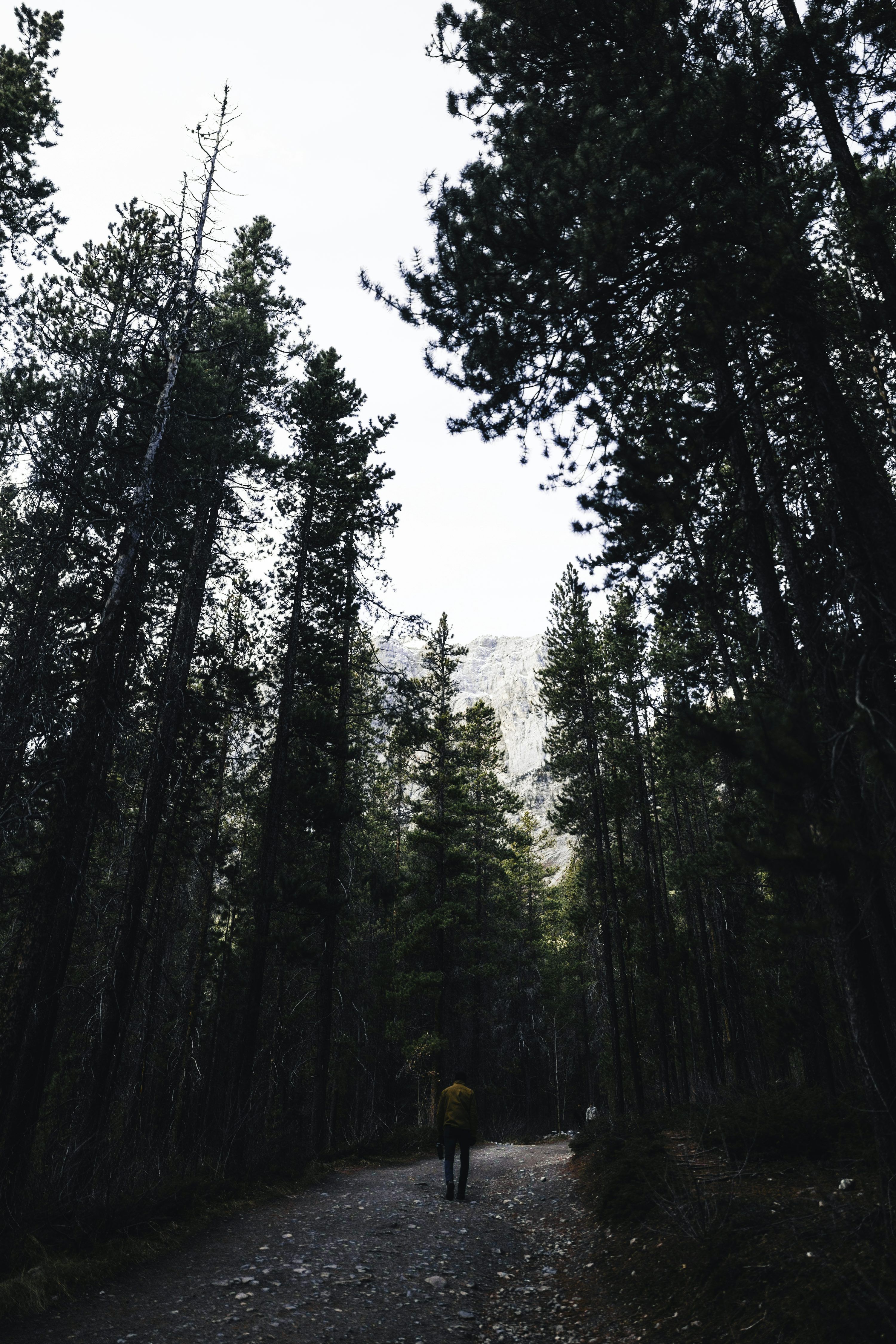 3000x4498 Person walking on forest path with tall trees