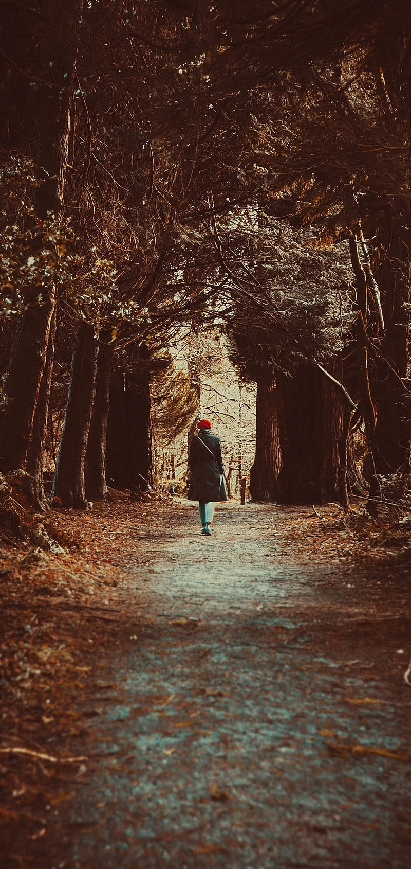 800x1689 Walking Away, girl, woman, people, nature, park, trees, autumn, mood, path, HD phone wallpaper