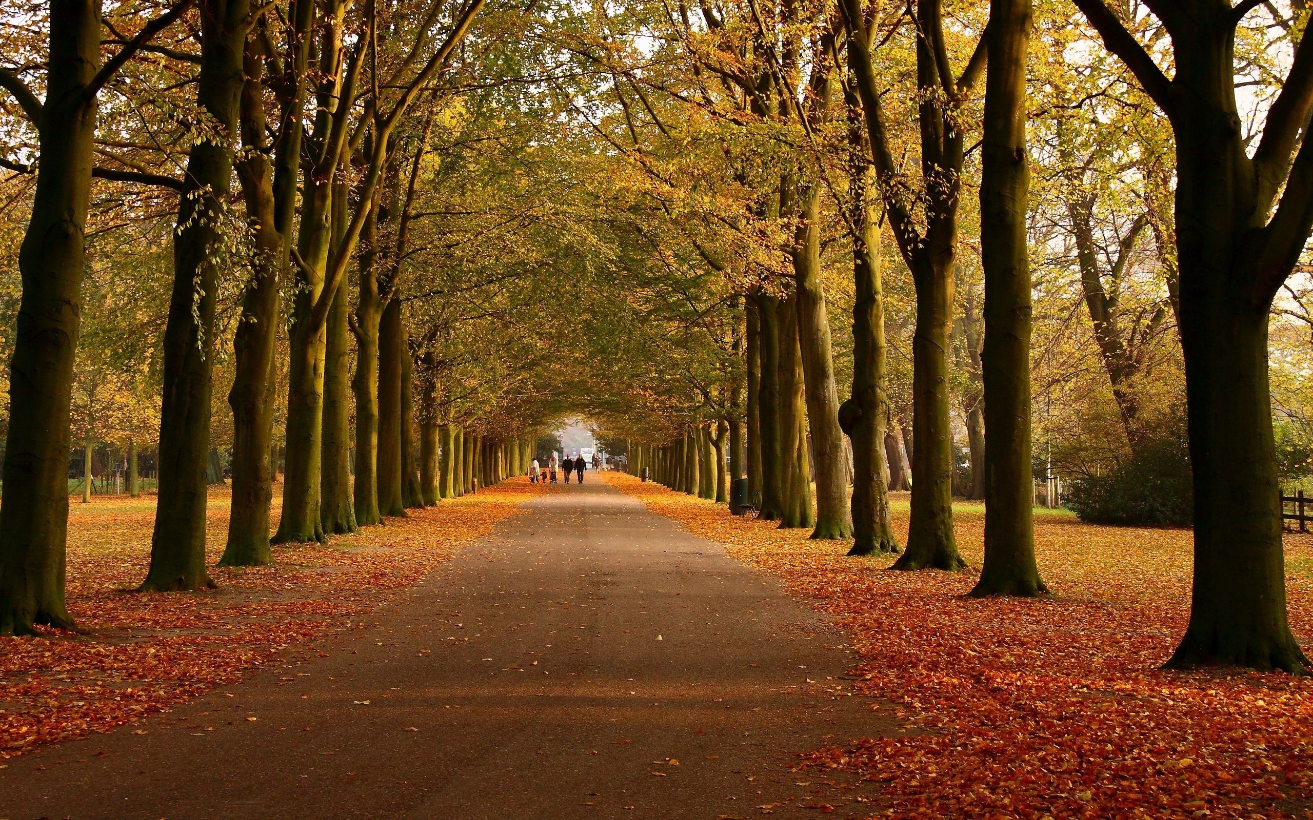 2560x1600 Wallpaper Brown and Green Trees on The Side of The Road, Background Free Image