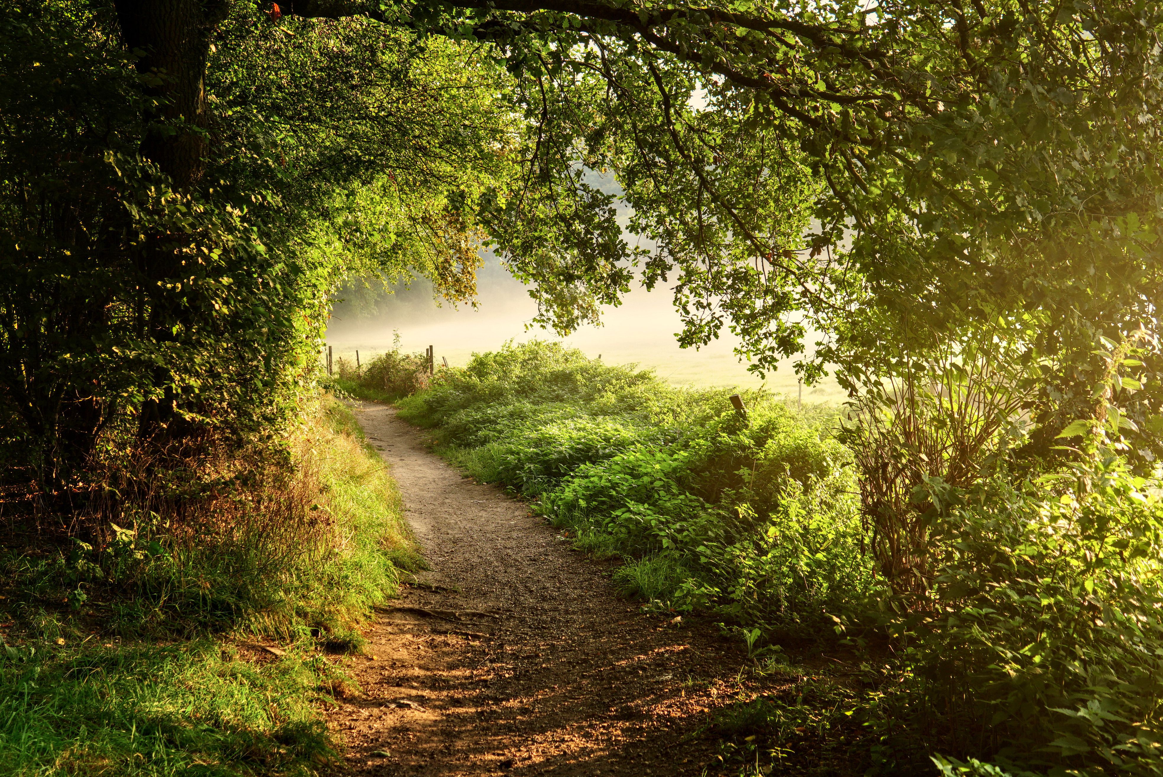 3936x2629 Path Phone Wallpaper: Free 4K & HD Downloads
