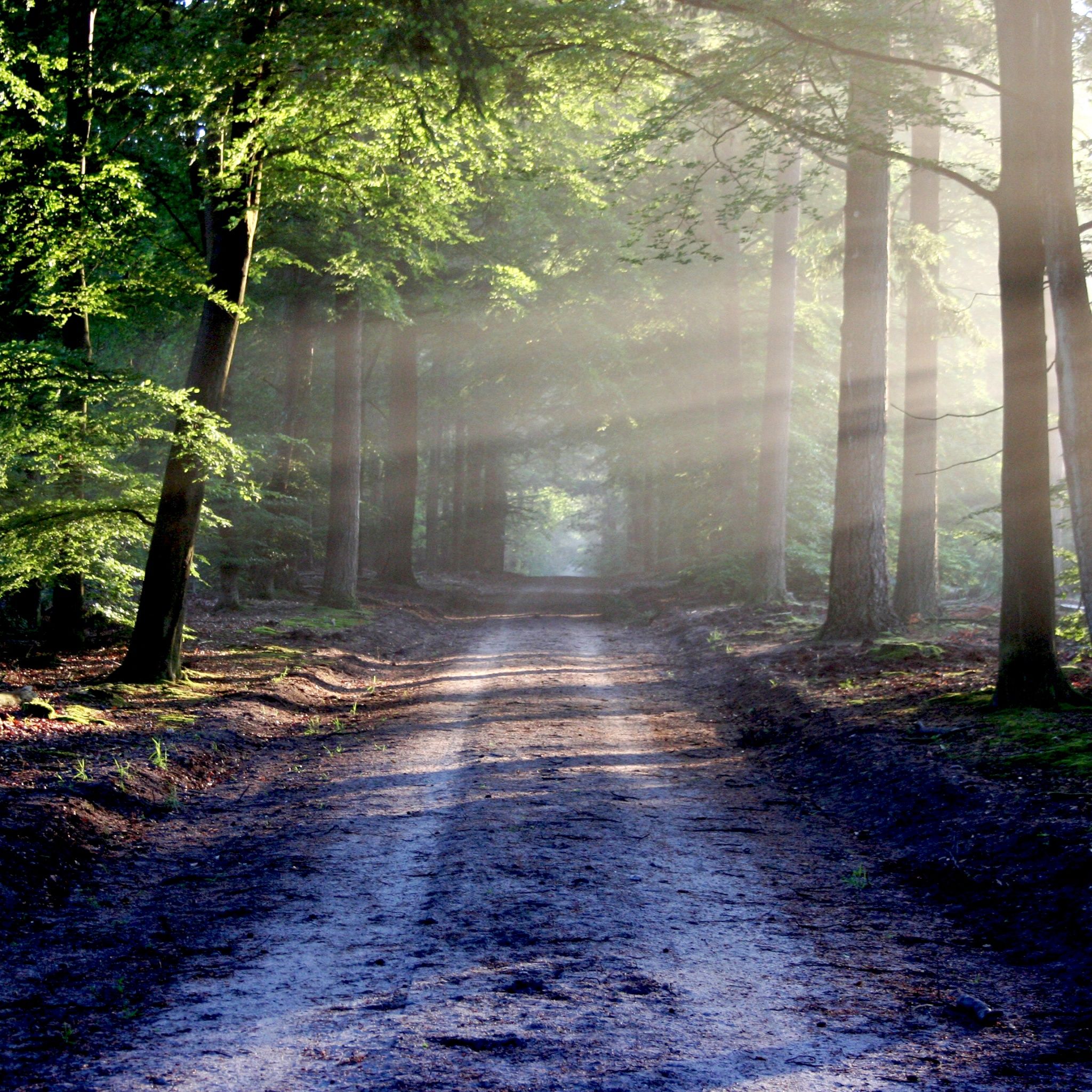 2048x2048 Forest Wallpaper 4K, Outdoor, Path, Trees, Woods