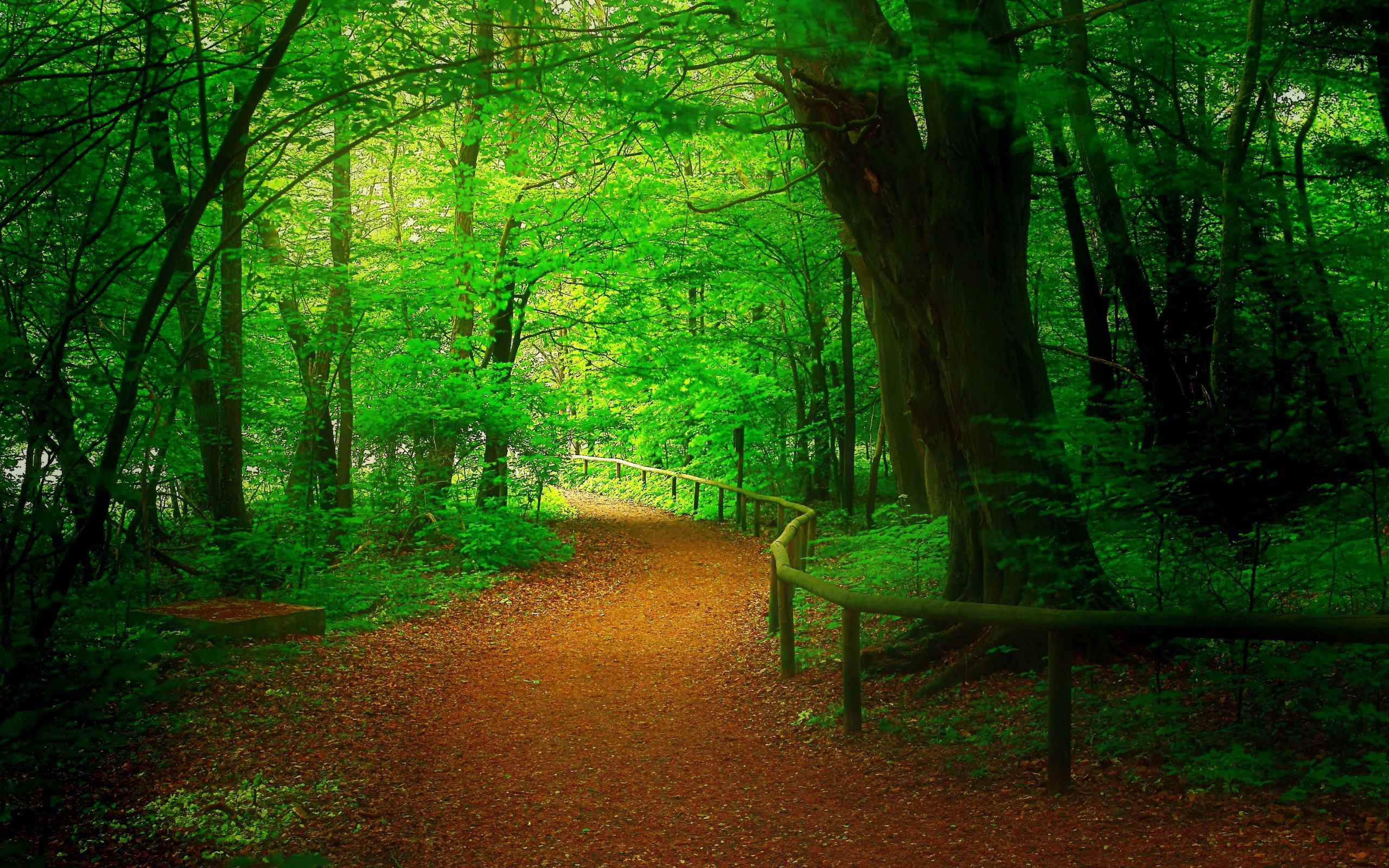 2560x1600 Spring Path Wallpaper