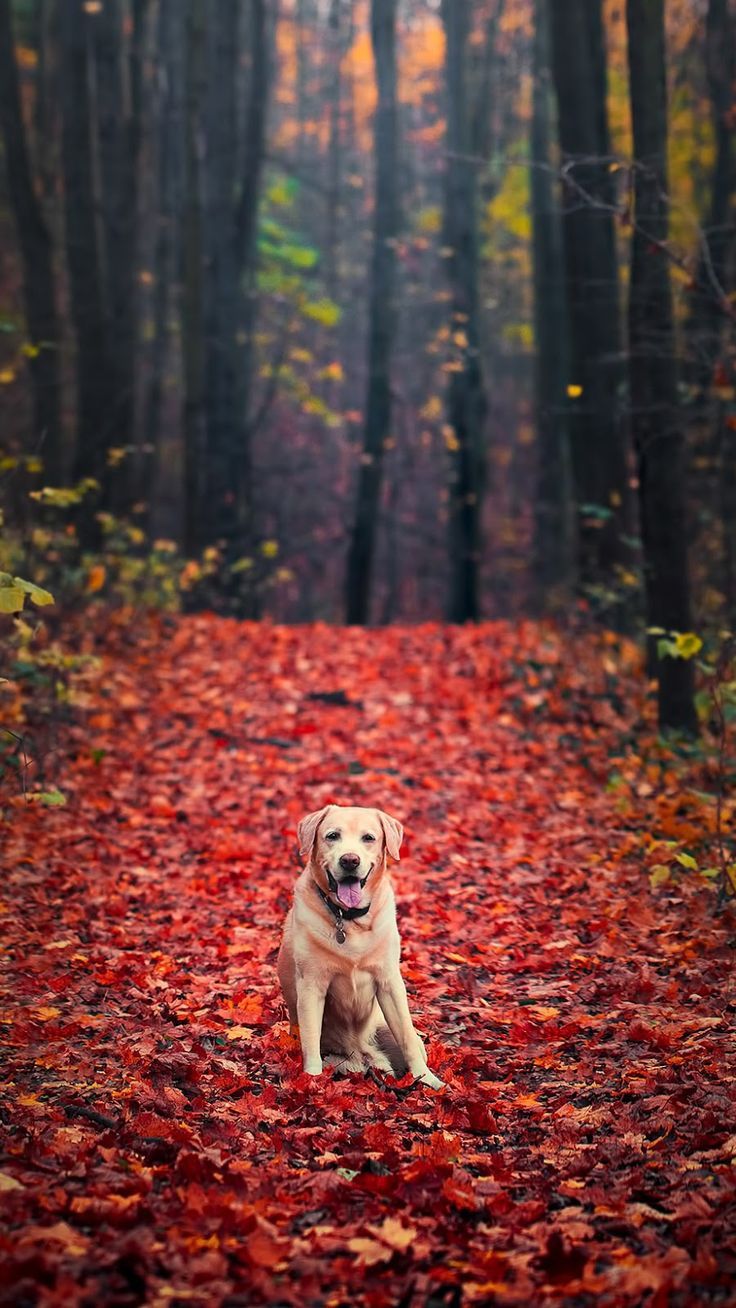 736x1308 Labrador Retriever Free HD Wallpaper. Puppy walking in autumn forest, Dog standing in autumn