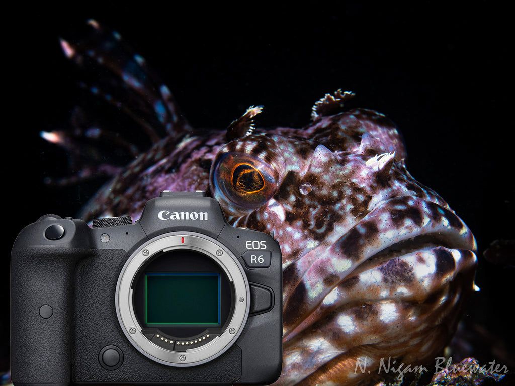 1024x768 Canon EOS R6 Underwater Photo and Review