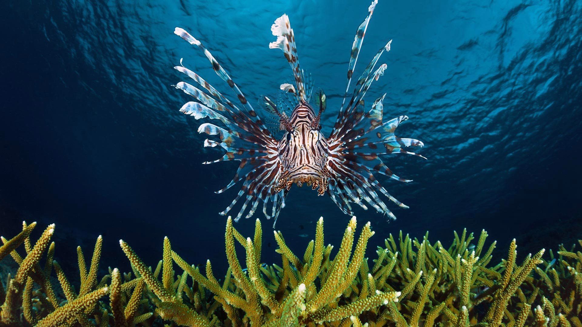 1920x1080 Majestic Lionfish Serenade: Stunning HD Sea Life Wallpaperx1080