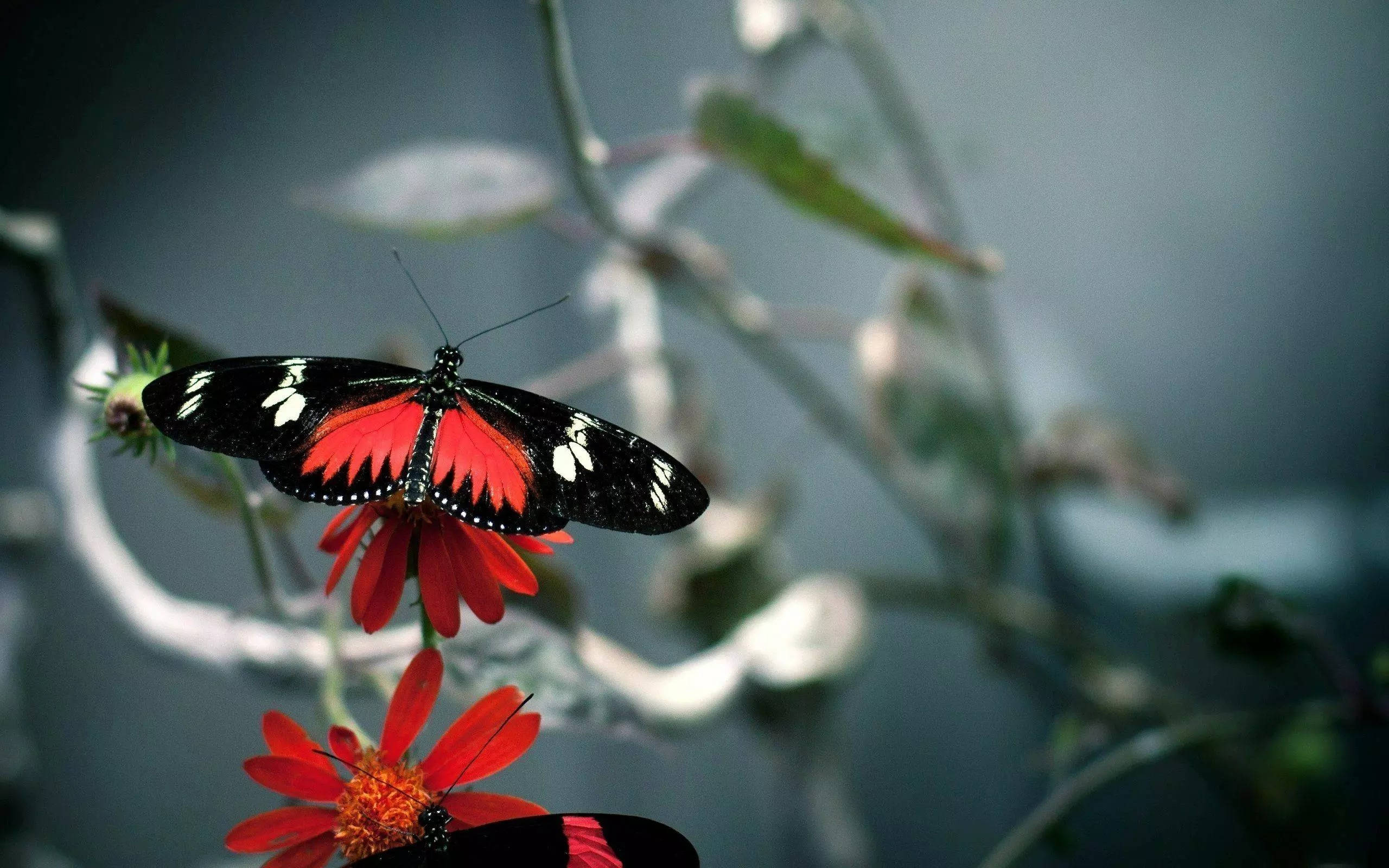 2560x1600 Download 32K Ultra HD Nature Butterfly On Branch Wallpaper