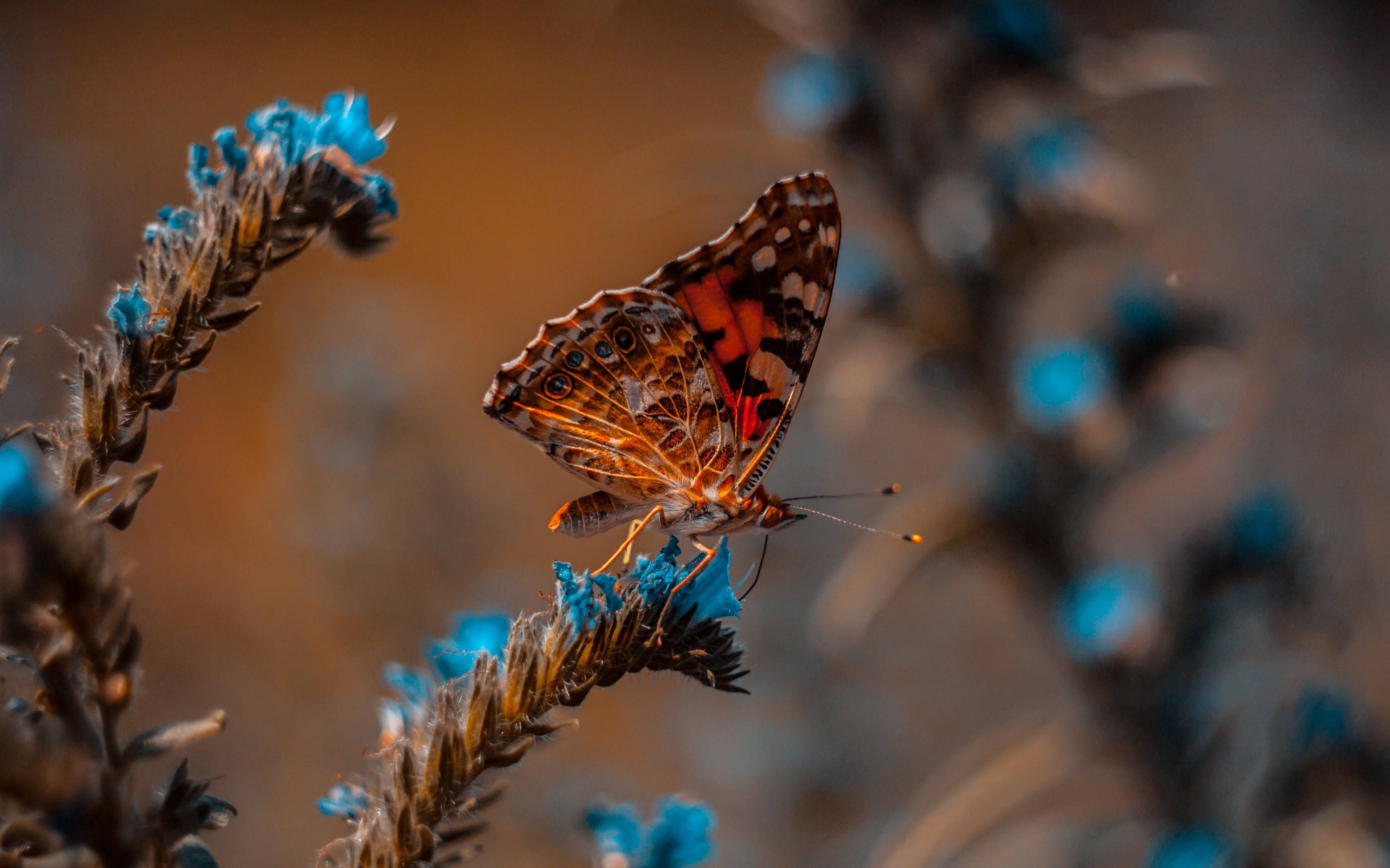 3840x2400 Download 32K Ultra HD Nature Butterfly On Blue Plant Wallpaper