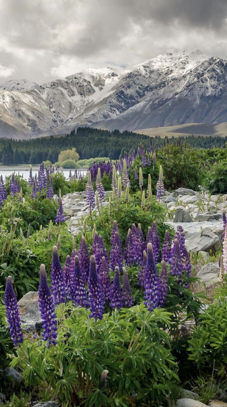 736x1315 Download Wallpaper 640x1136 New Zealand Mountains Flowers Lake iPhone 5S HD Background. New zealand spring