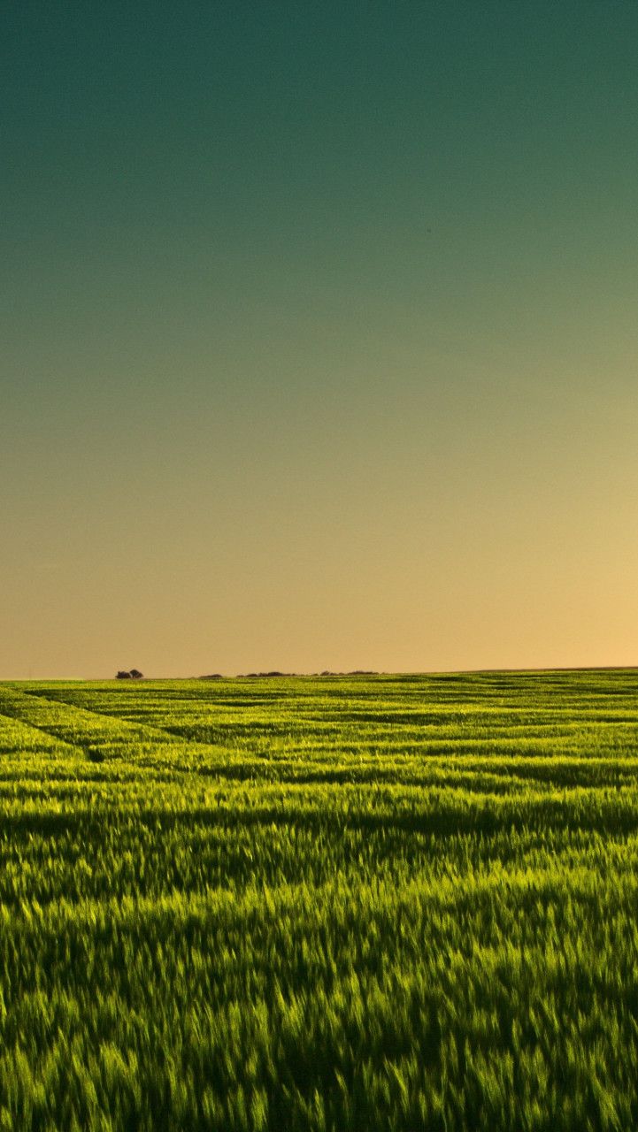 721x1280 Summer Field Wallpaper 3888x2430 57012