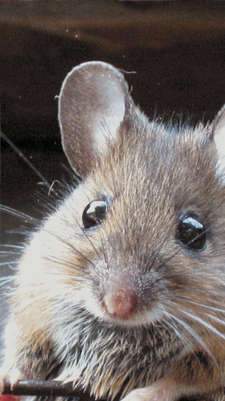 720x1282 Rodents Wallpaper