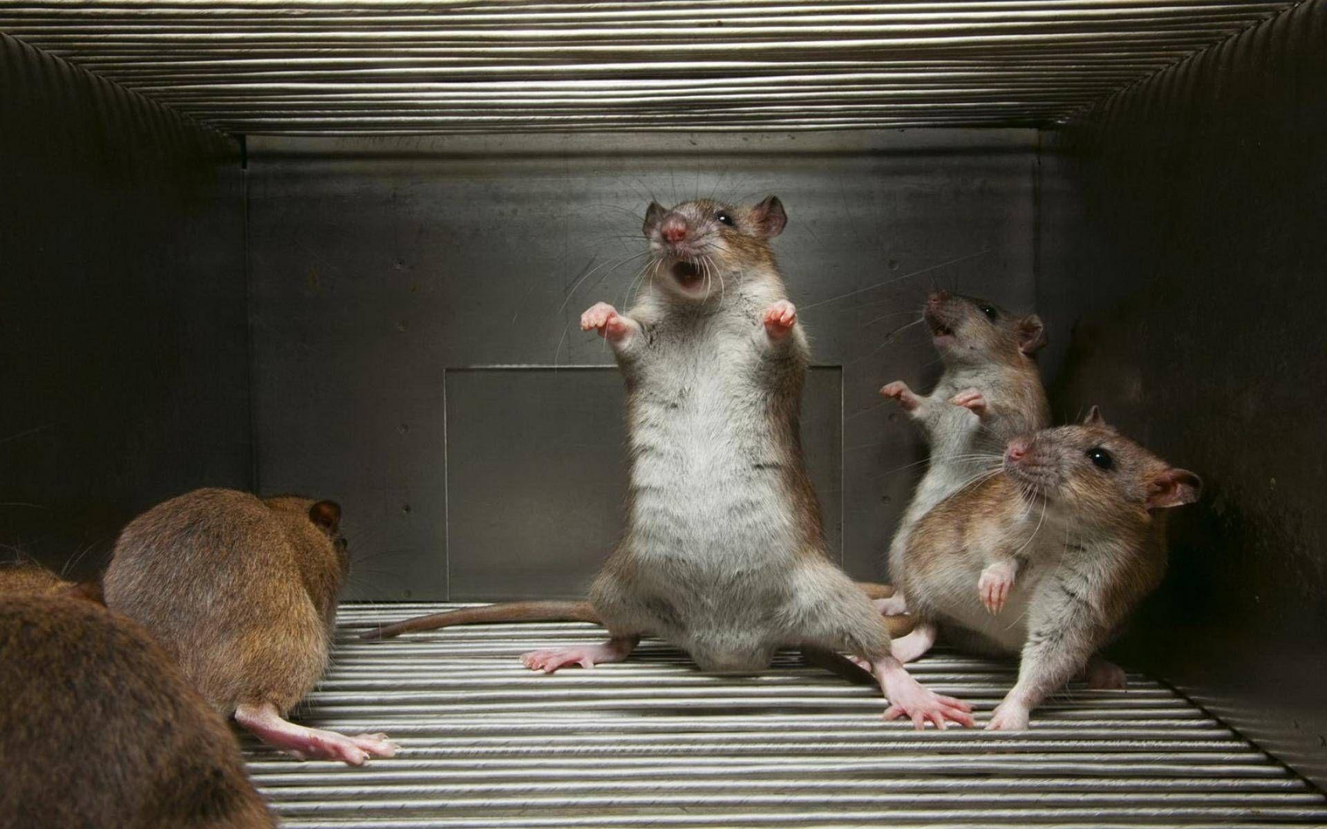 1920x1200 Rats Wallpaper background picture