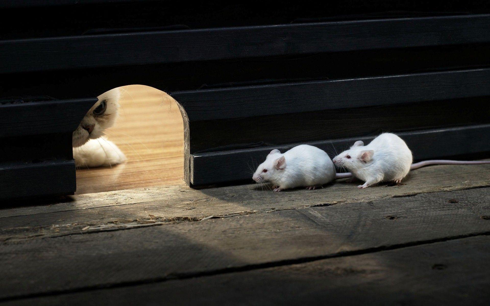 1920x1200 Two Cute Funny Mouse in Their Home Hidden from Cat HD Wallpaper