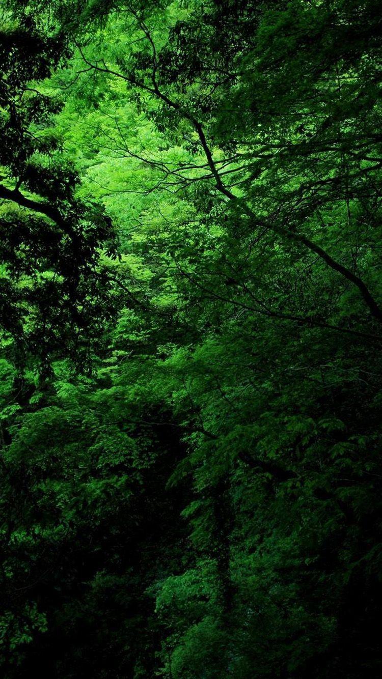 Dark Green Nature HD Wallpaper