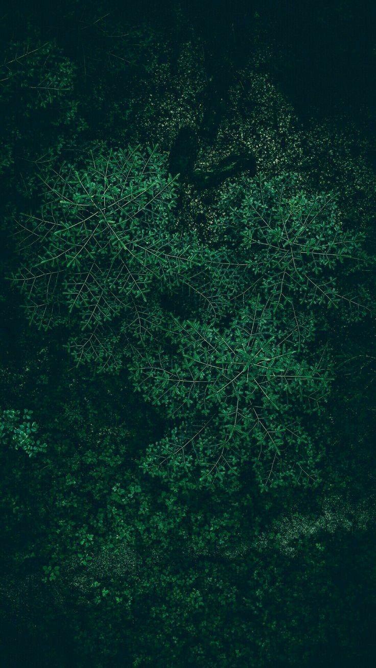 736x1308 Nature Dark Green Wallpaper