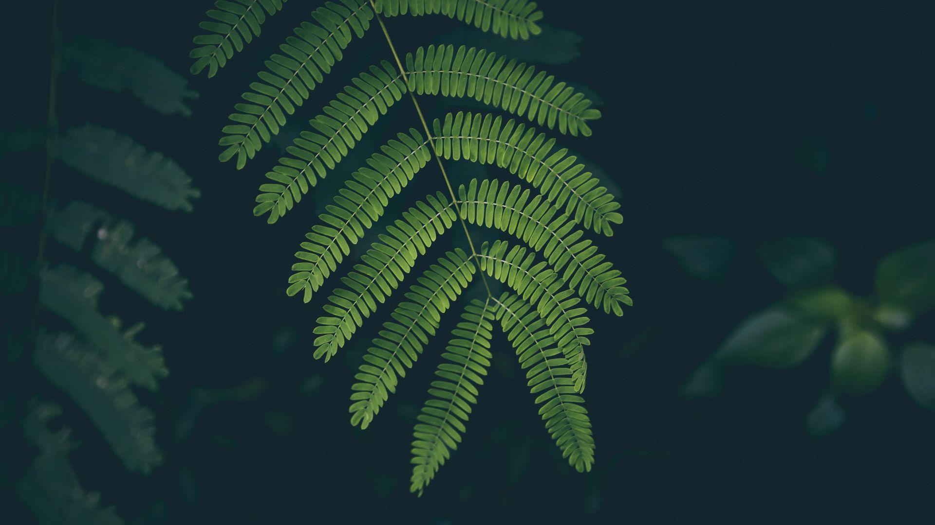 Dark Green Nature HD Wallpapers - Top Free Dark Green Nature HD